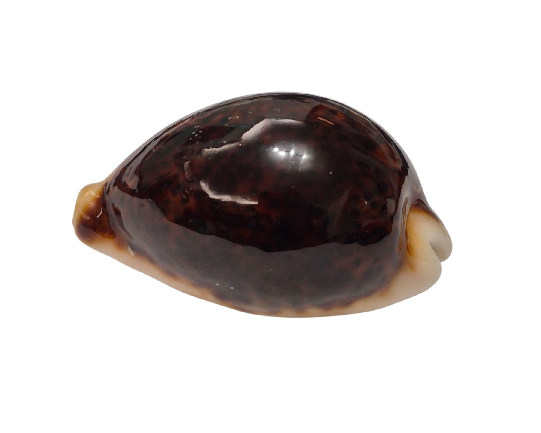 BC129 Cypraea pantherina f. funebralis - DARK RED - Image 3