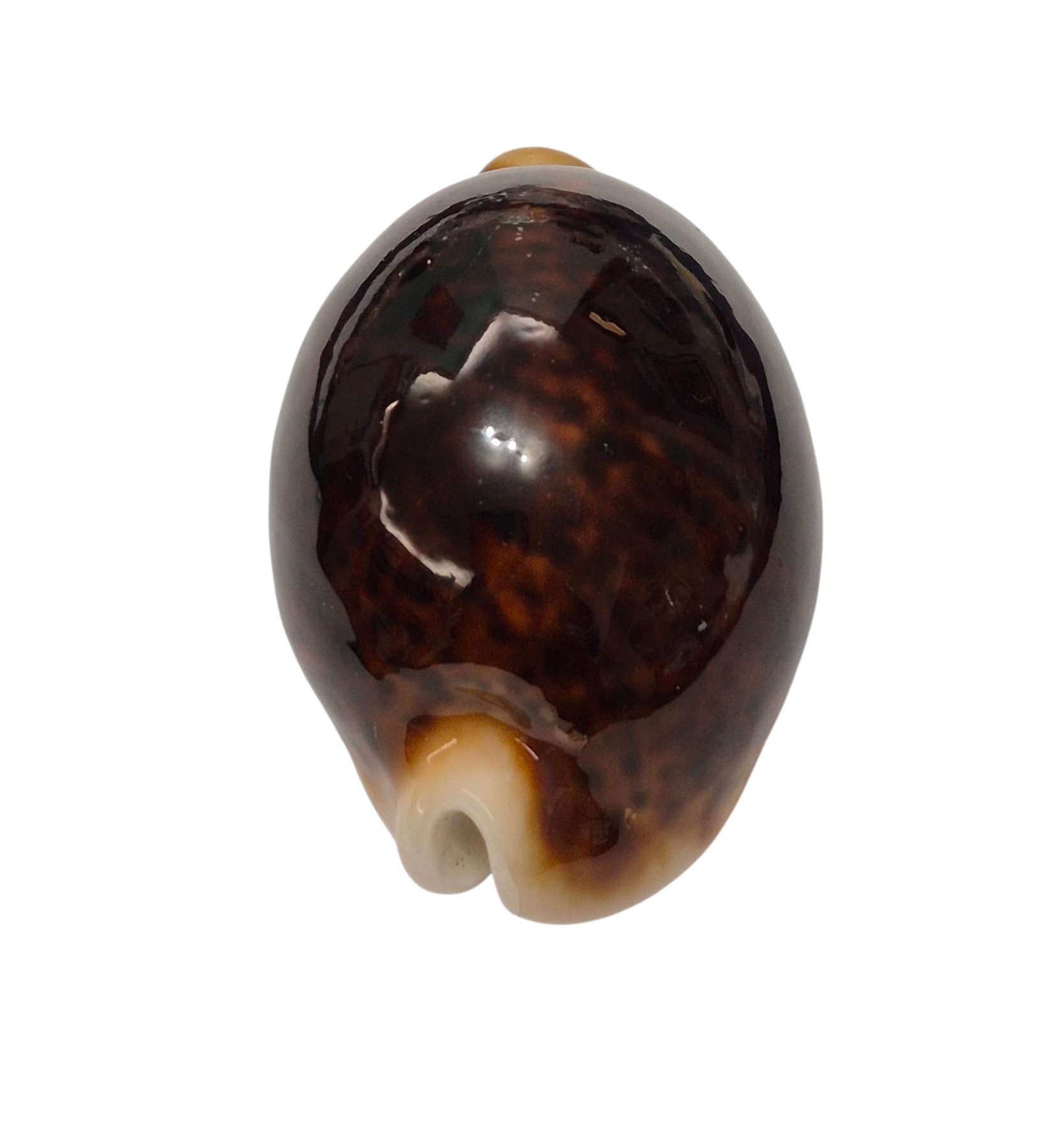 BC129 Cypraea pantherina f. funebralis - DARK RED - Image 4