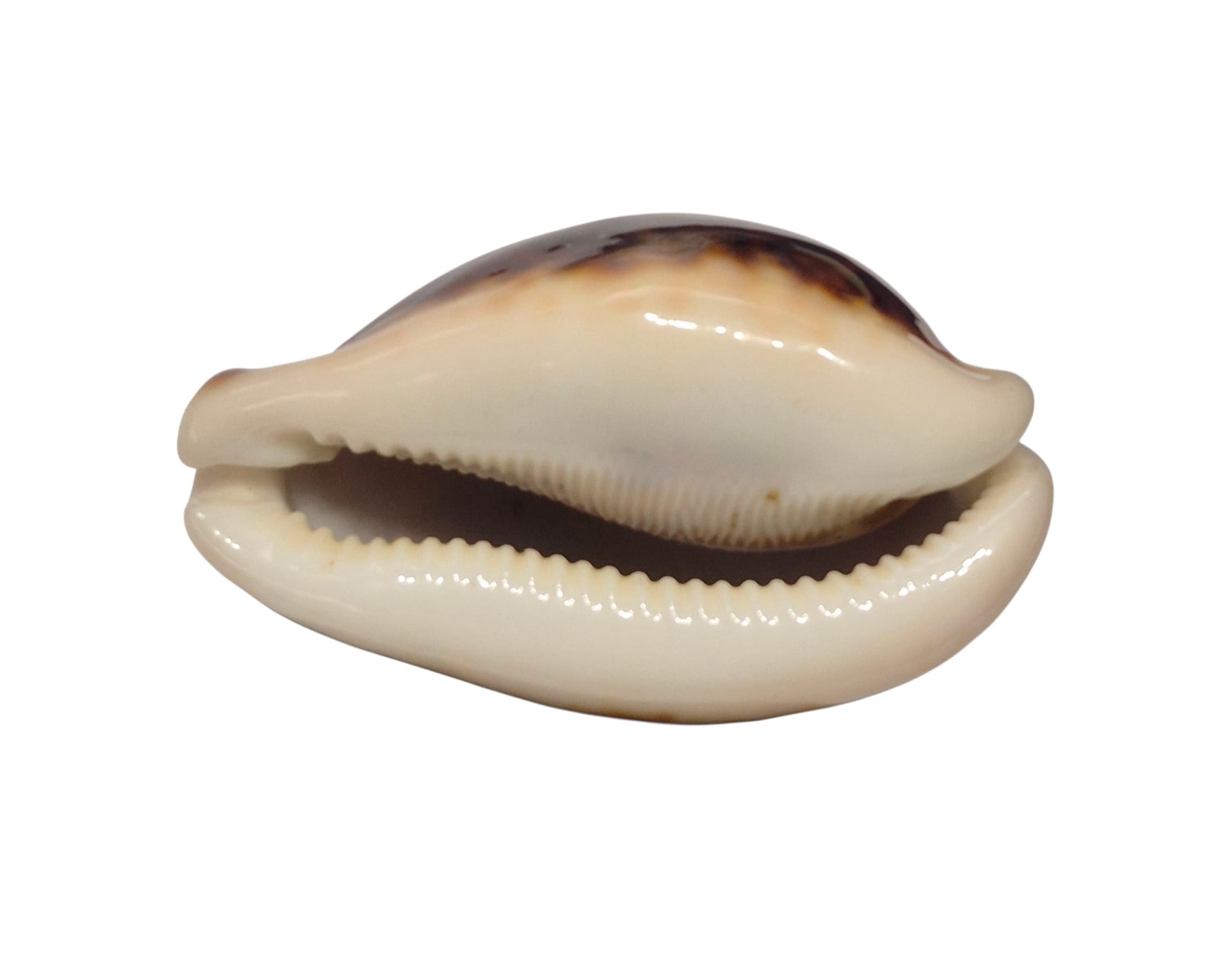 BC129 Cypraea pantherina f. funebralis - DARK RED - Image 5