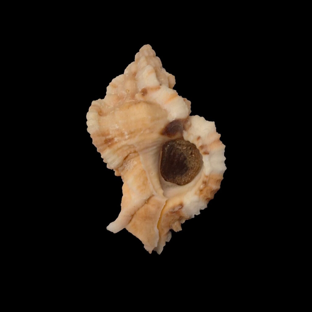BC218 Phyllonotus whymani w/o