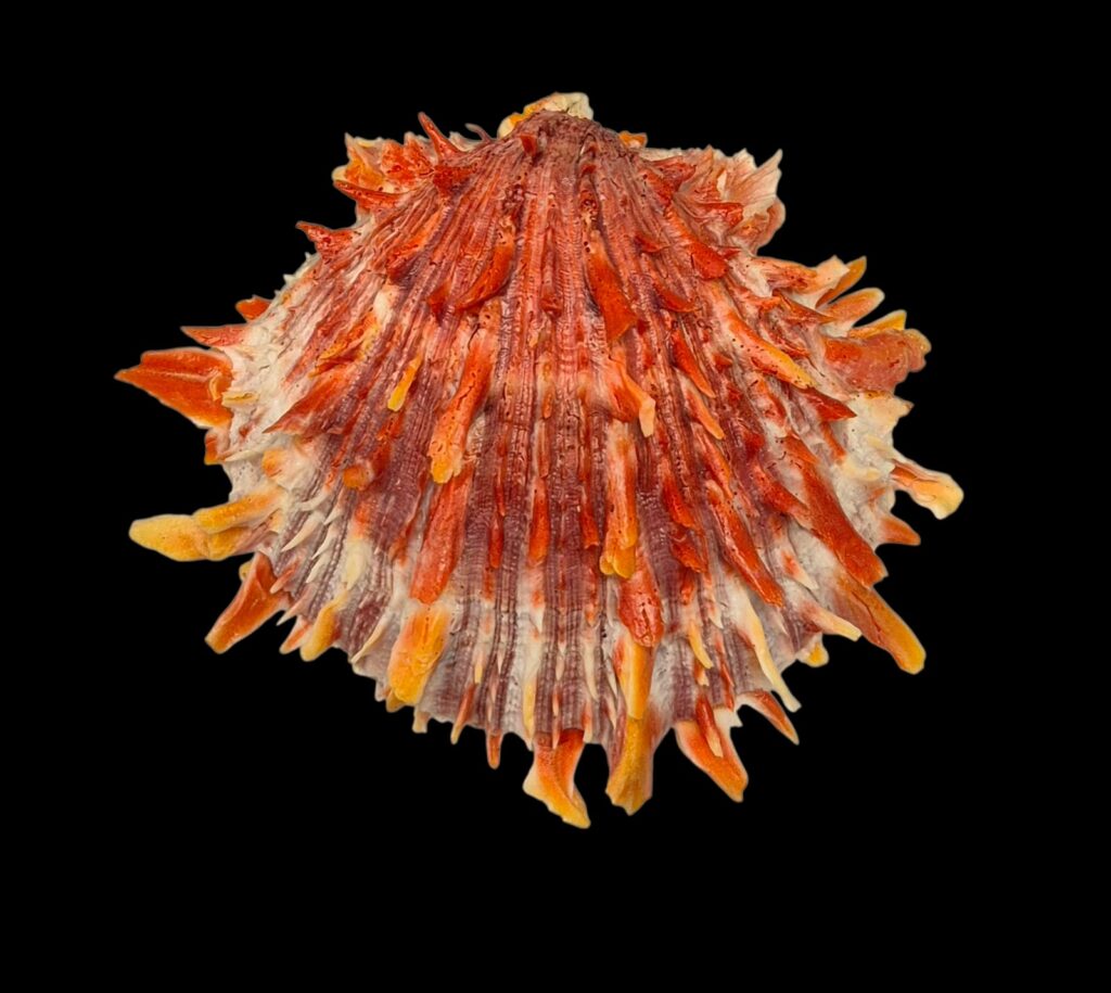 BC214 Spondylus princeps - TOP COLOR