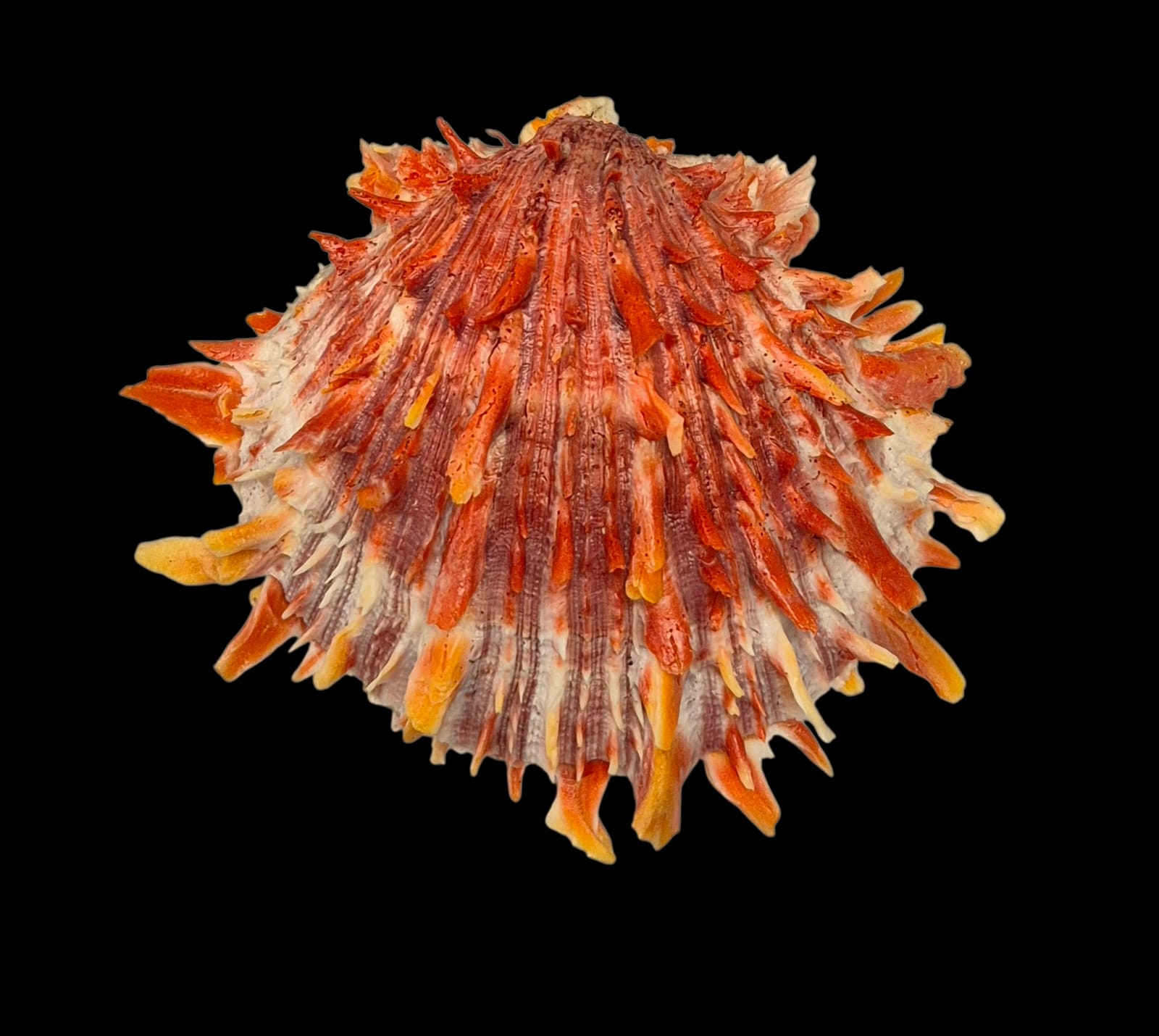 BC214 Spondylus princeps - TOP COLOR