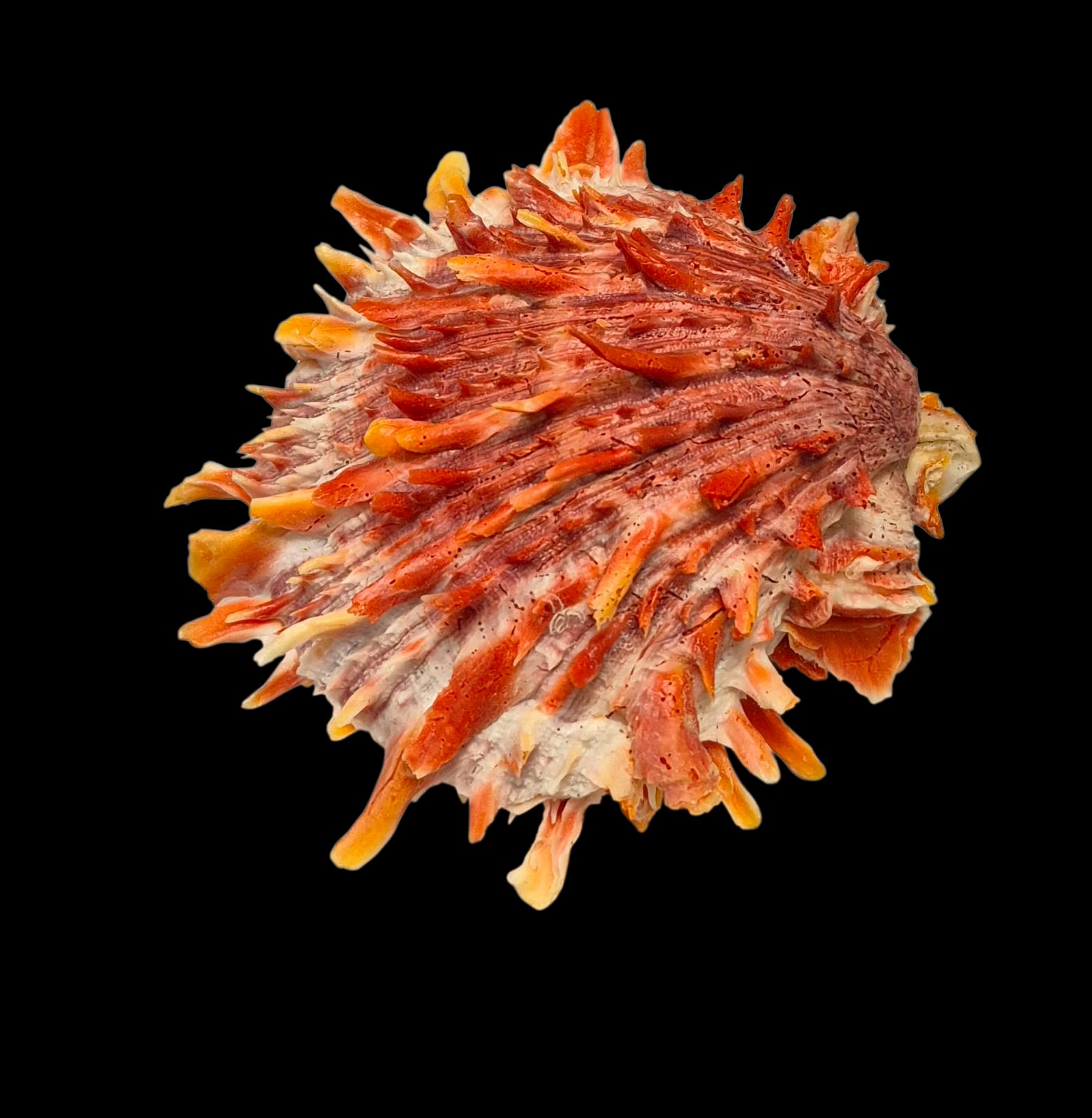BC214 Spondylus princeps - TOP COLOR - Image 2