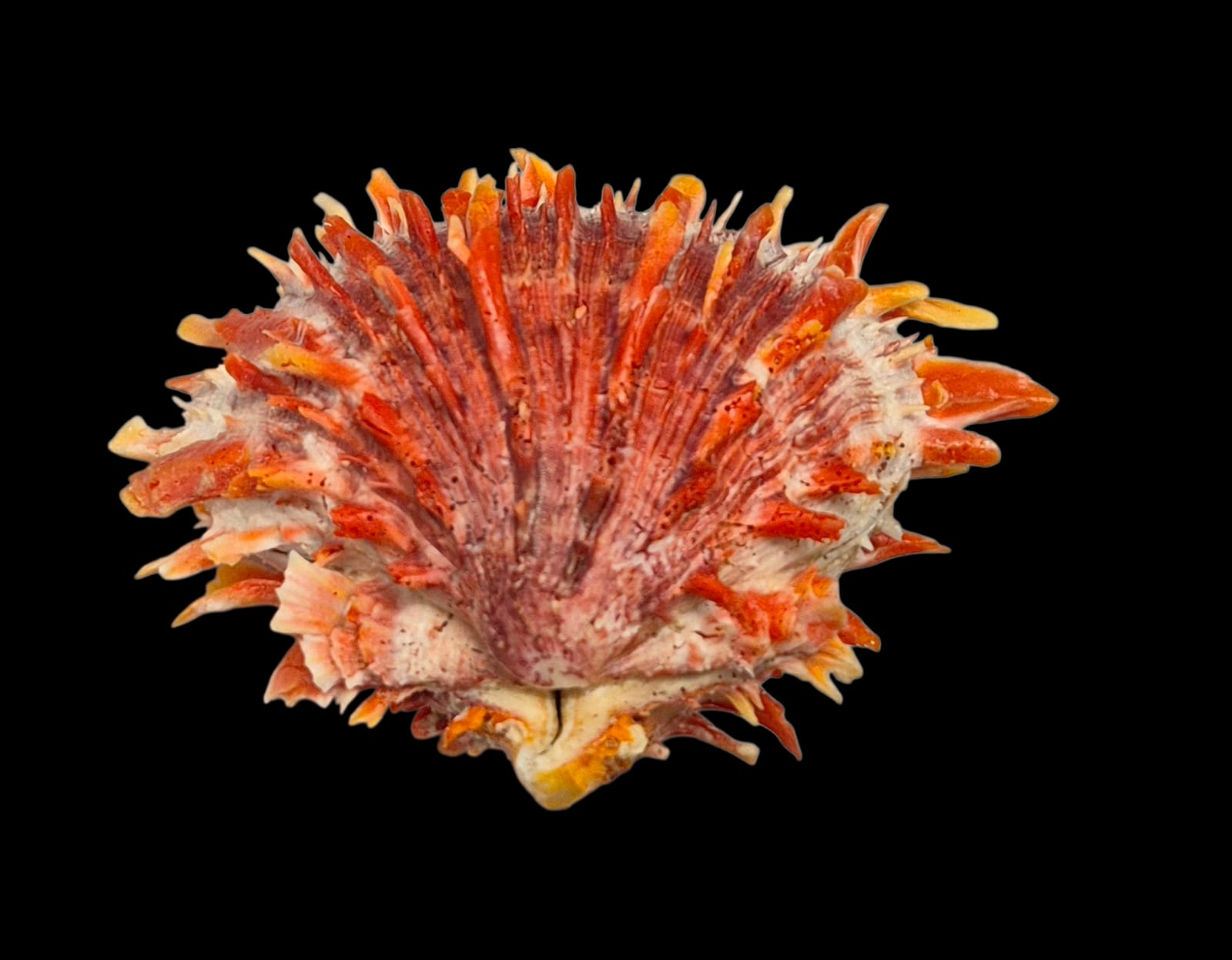 BC214 Spondylus princeps - TOP COLOR - Image 3