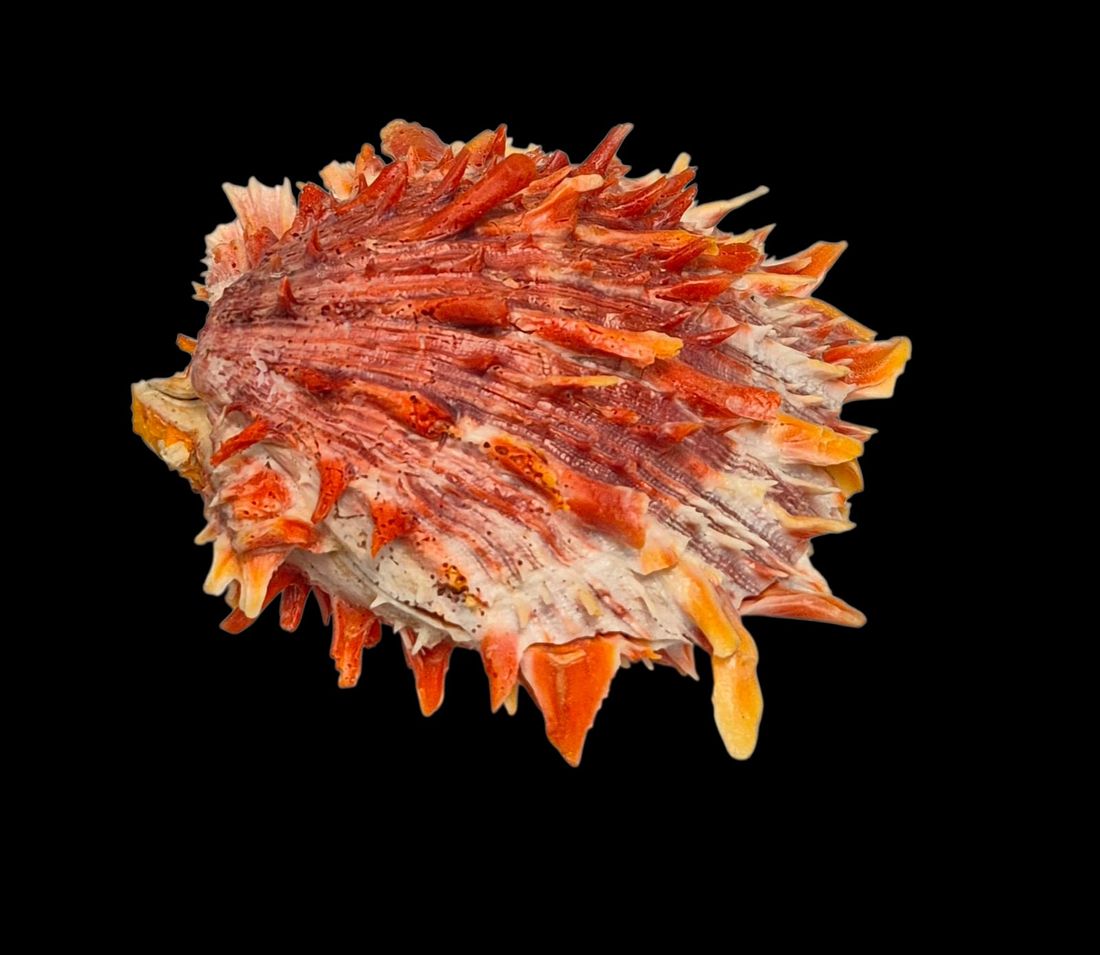 BC214 Spondylus princeps - TOP COLOR - Image 4
