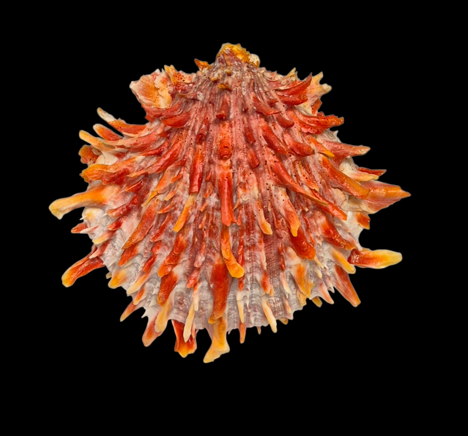 BC214 Spondylus princeps - TOP COLOR - Image 5