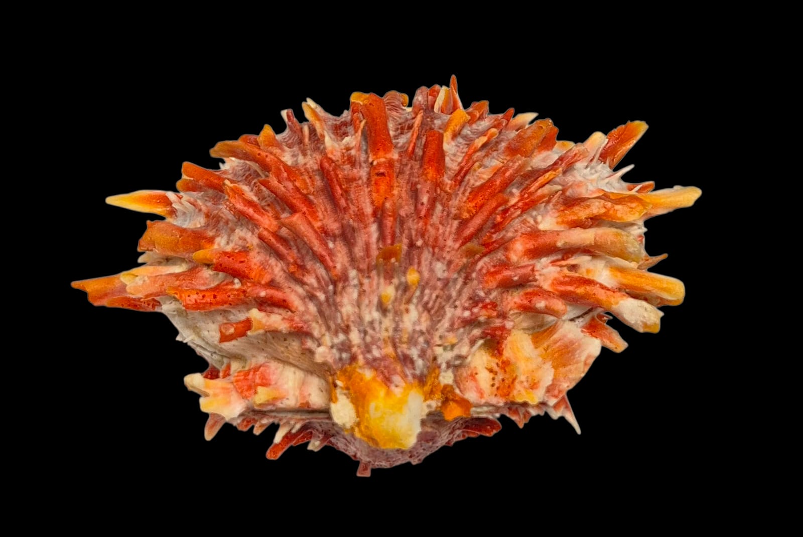 BC214 Spondylus princeps - TOP COLOR - Image 6