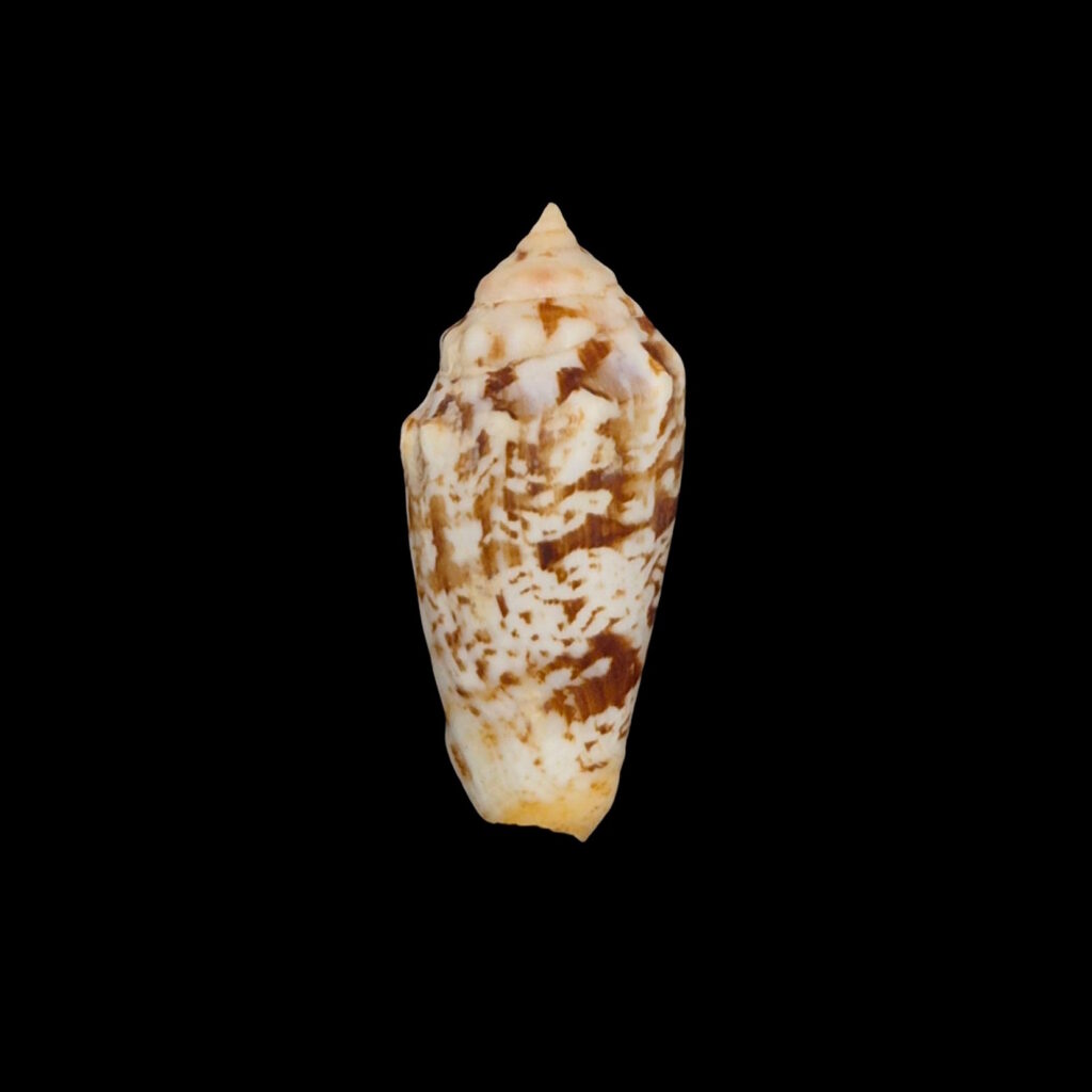 BC224 Strombus (Conomurex) decorus masirensis - SELDOM OFFERED