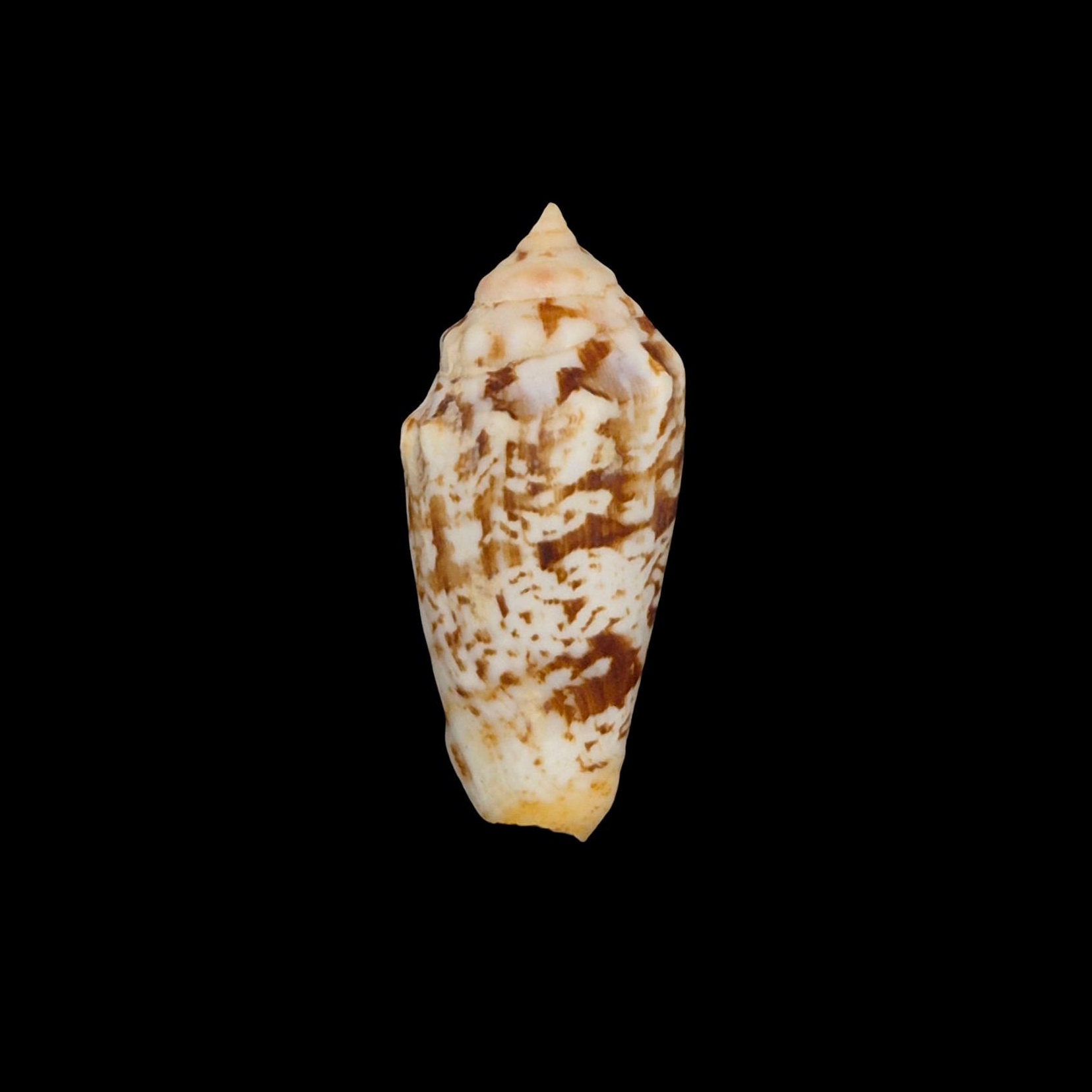 BC224 Strombus (Conomurex) decorus masirensis - SELDOM OFFERED
