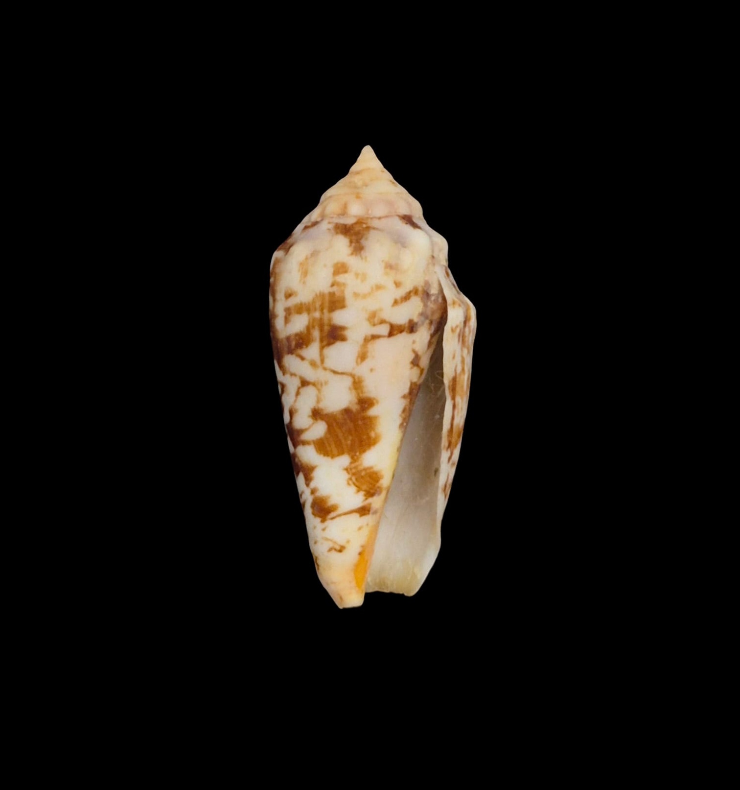 BC224 Strombus (Conomurex) decorus masirensis - SELDOM OFFERED - Image 2