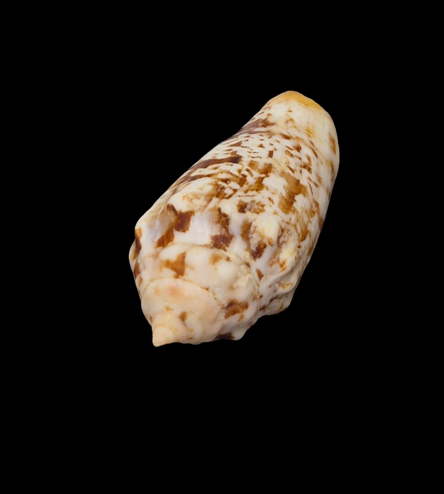 BC224 Strombus (Conomurex) decorus masirensis - SELDOM OFFERED - Image 3