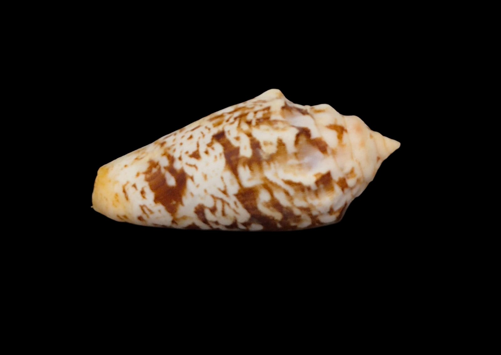BC224 Strombus (Conomurex) decorus masirensis - SELDOM OFFERED - Image 4