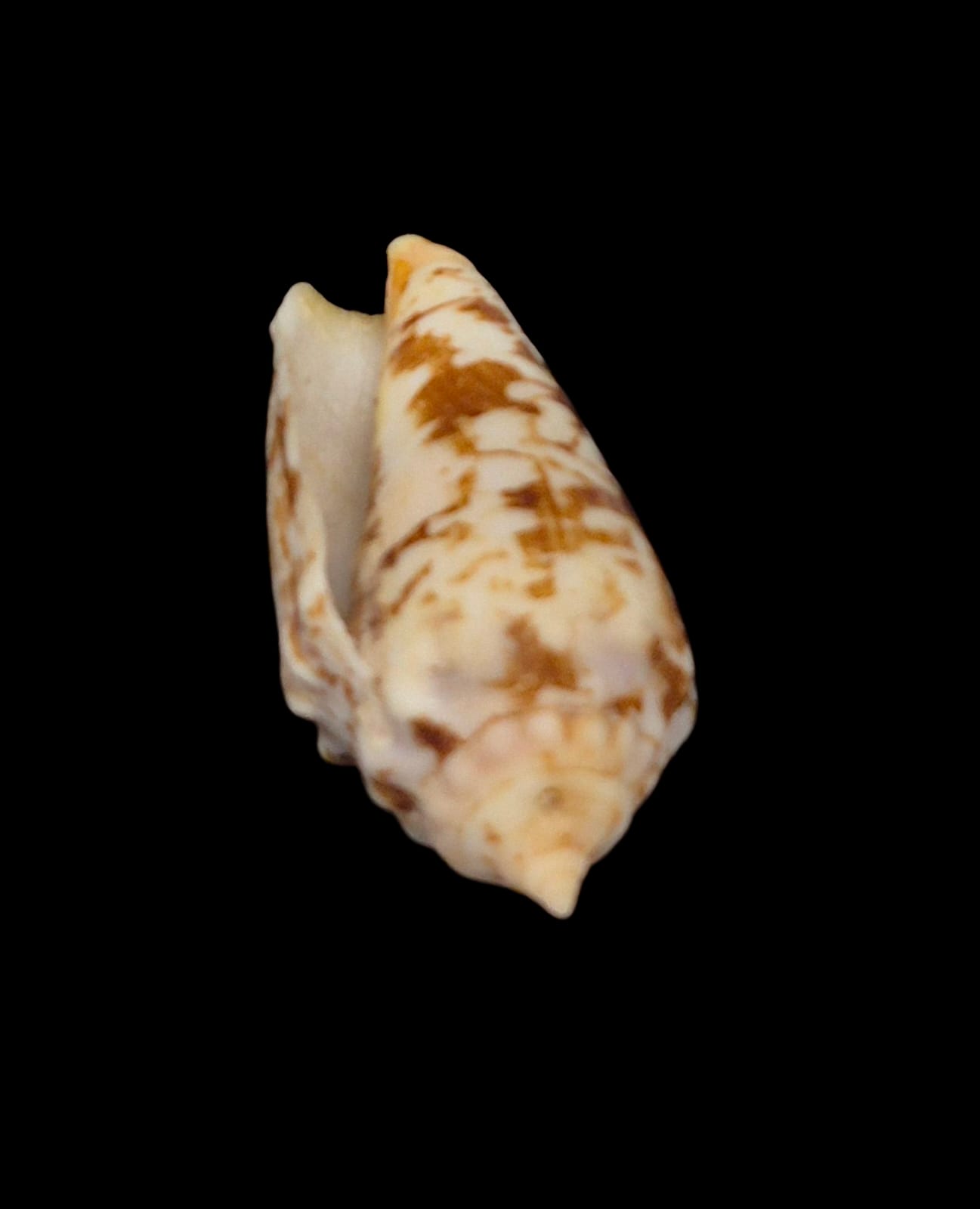BC224 Strombus (Conomurex) decorus masirensis - SELDOM OFFERED - Image 5