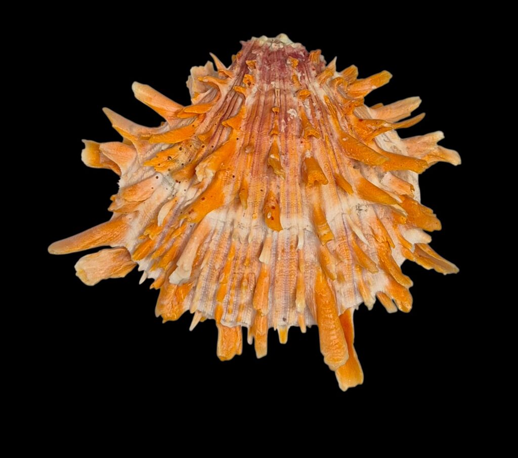BC215 Spondylus princeps - PATTERNFUL