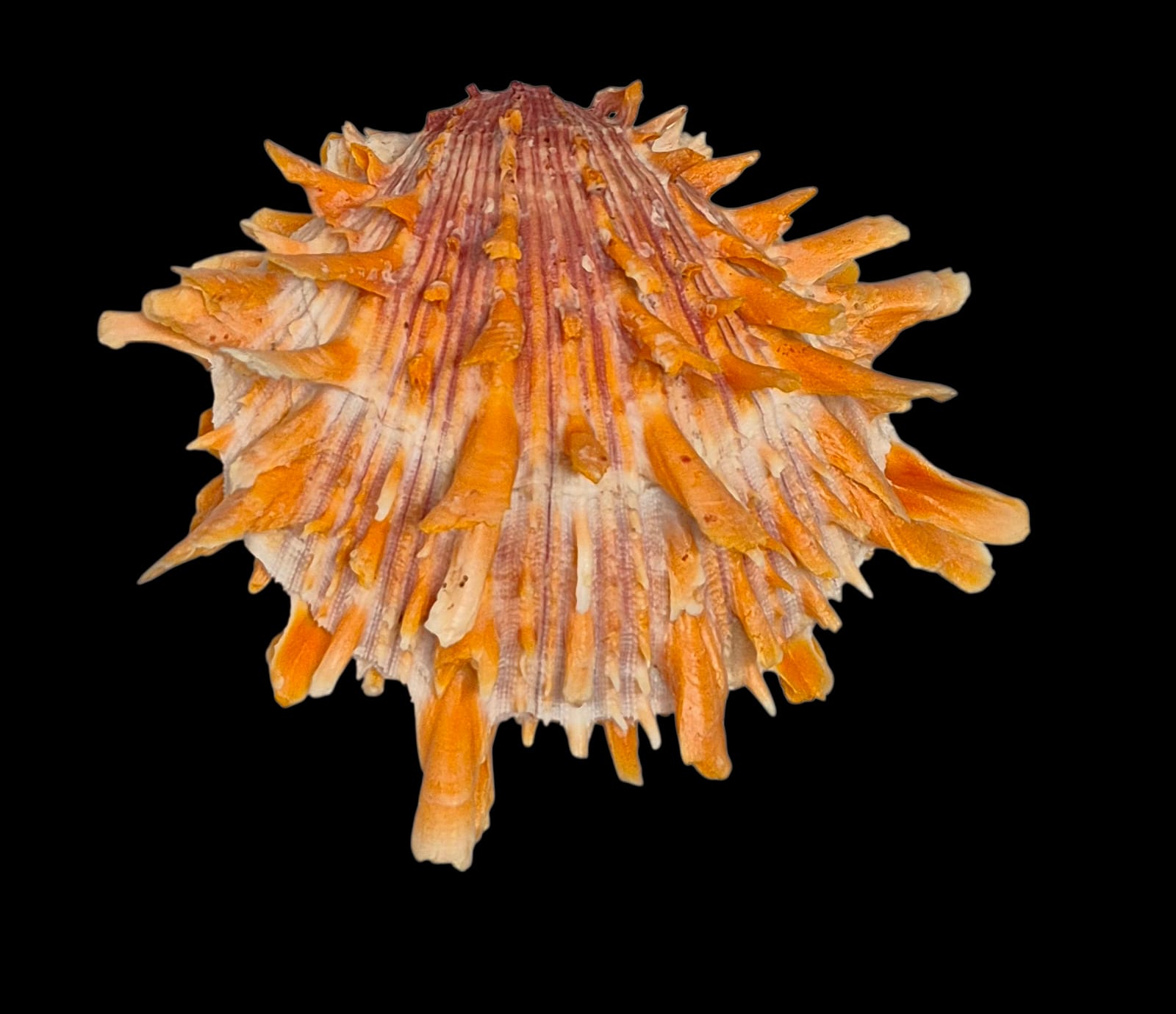 BC215 Spondylus princeps - PATTERNFUL - Image 2