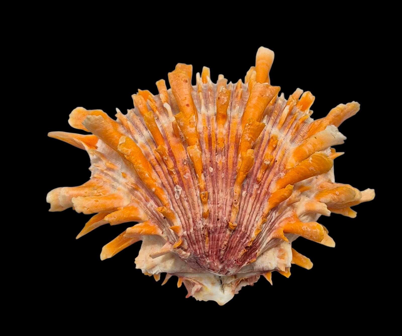 BC215 Spondylus princeps - PATTERNFUL - Image 3