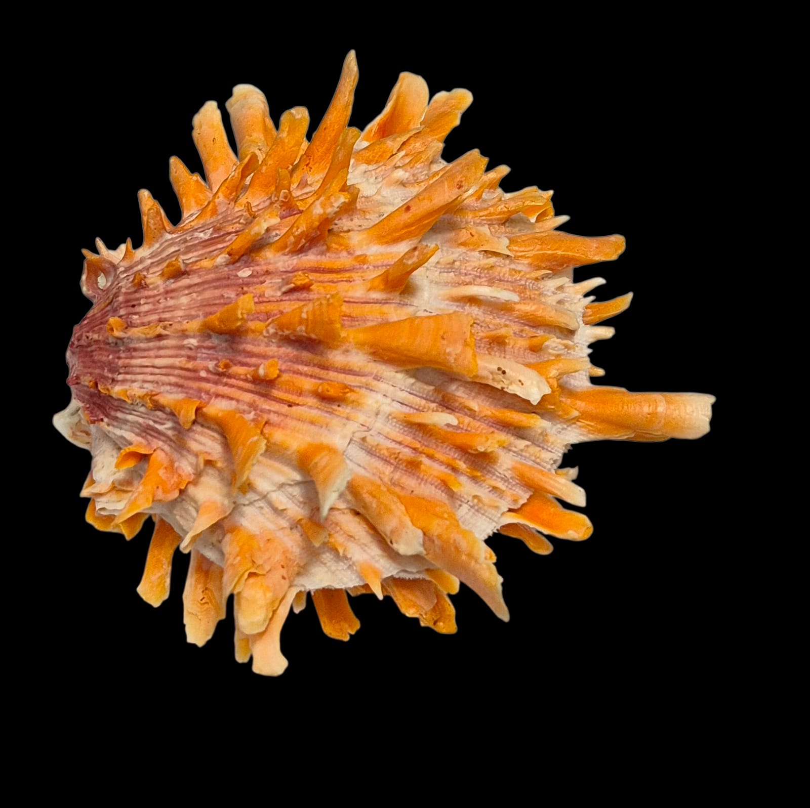 BC215 Spondylus princeps - PATTERNFUL - Image 4