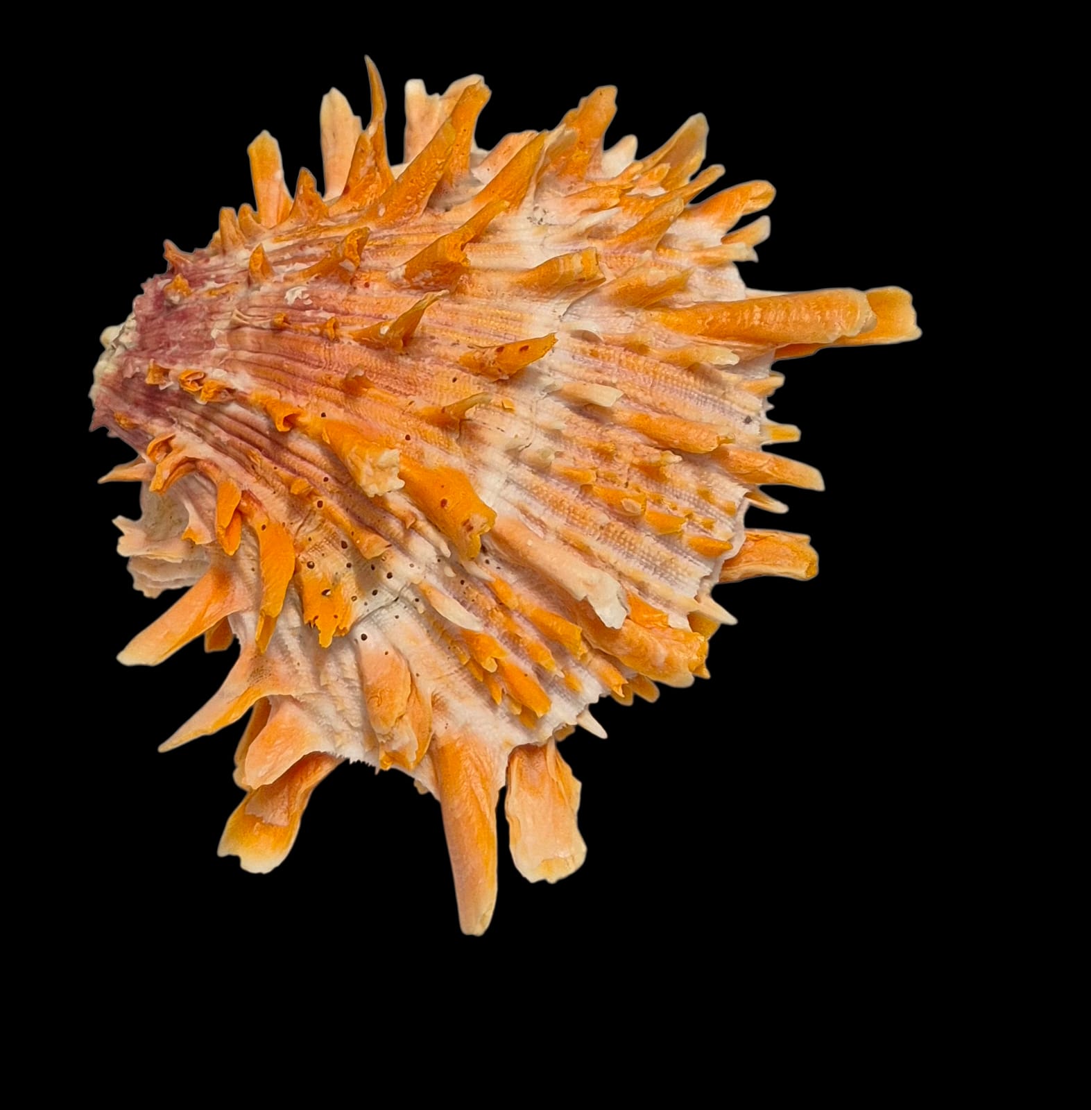 BC215 Spondylus princeps - PATTERNFUL - Image 5
