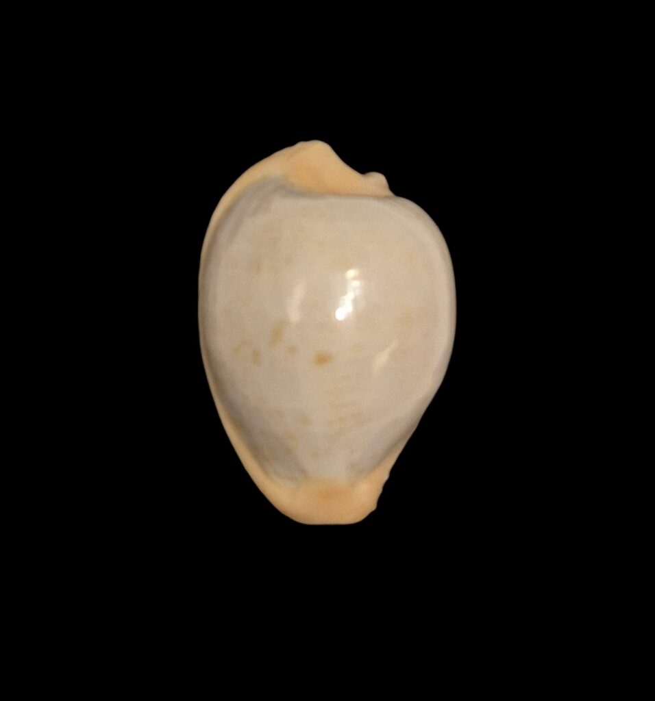 BC261 Cypraeovula fuscodentata sphaerica