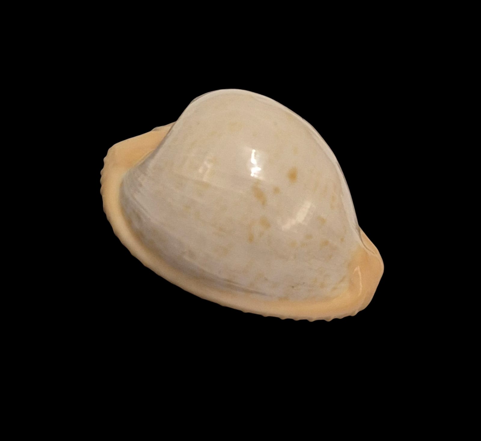 BC261 Cypraeovula fuscodentata sphaerica - Image 2