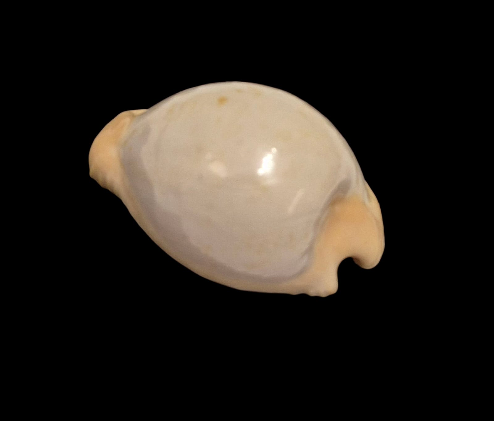 BC261 Cypraeovula fuscodentata sphaerica - Image 3