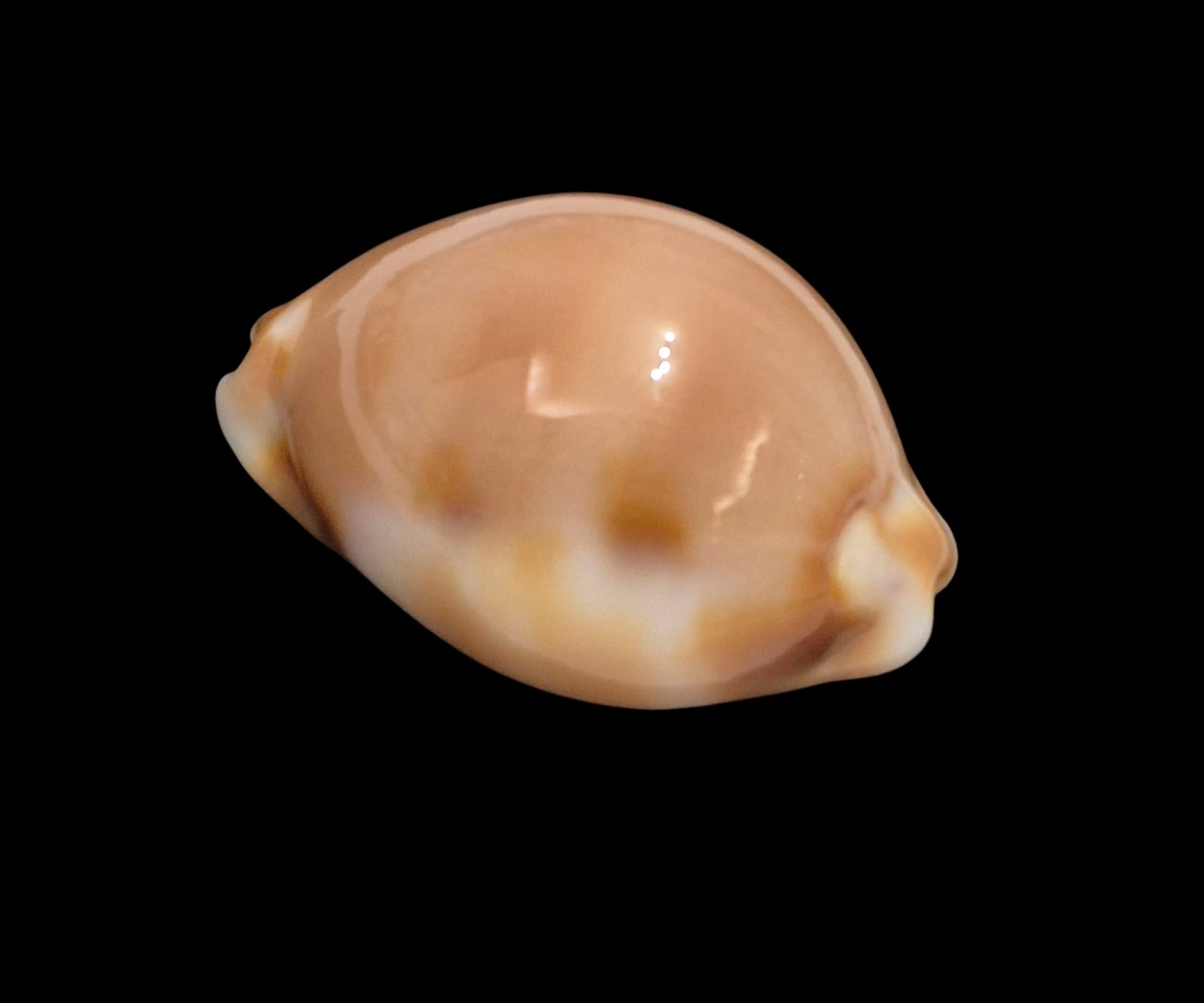 BC262 Luria tessellata - Image 3