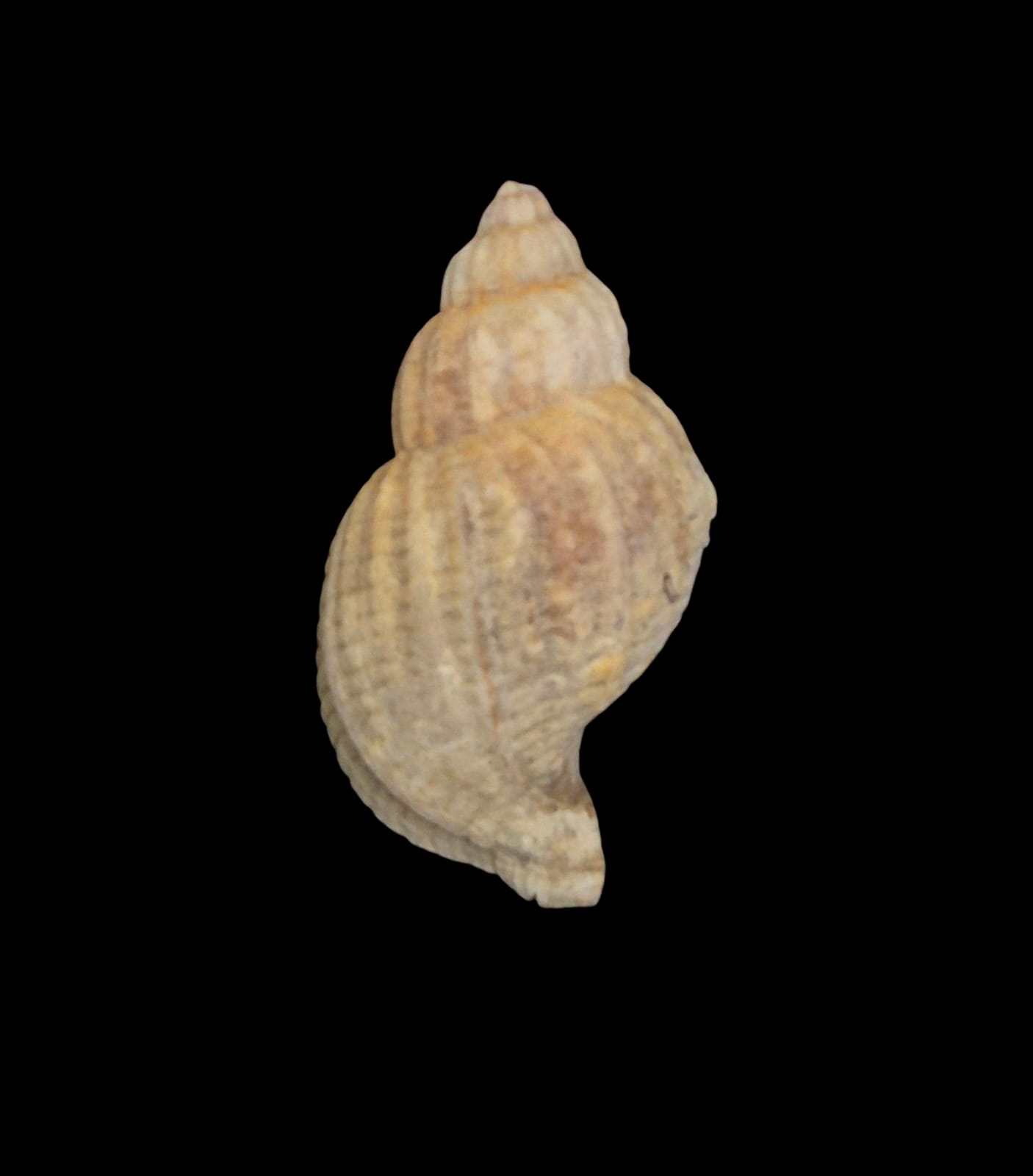 BC266 Xymenopsis muriciformis w/o - Image 2