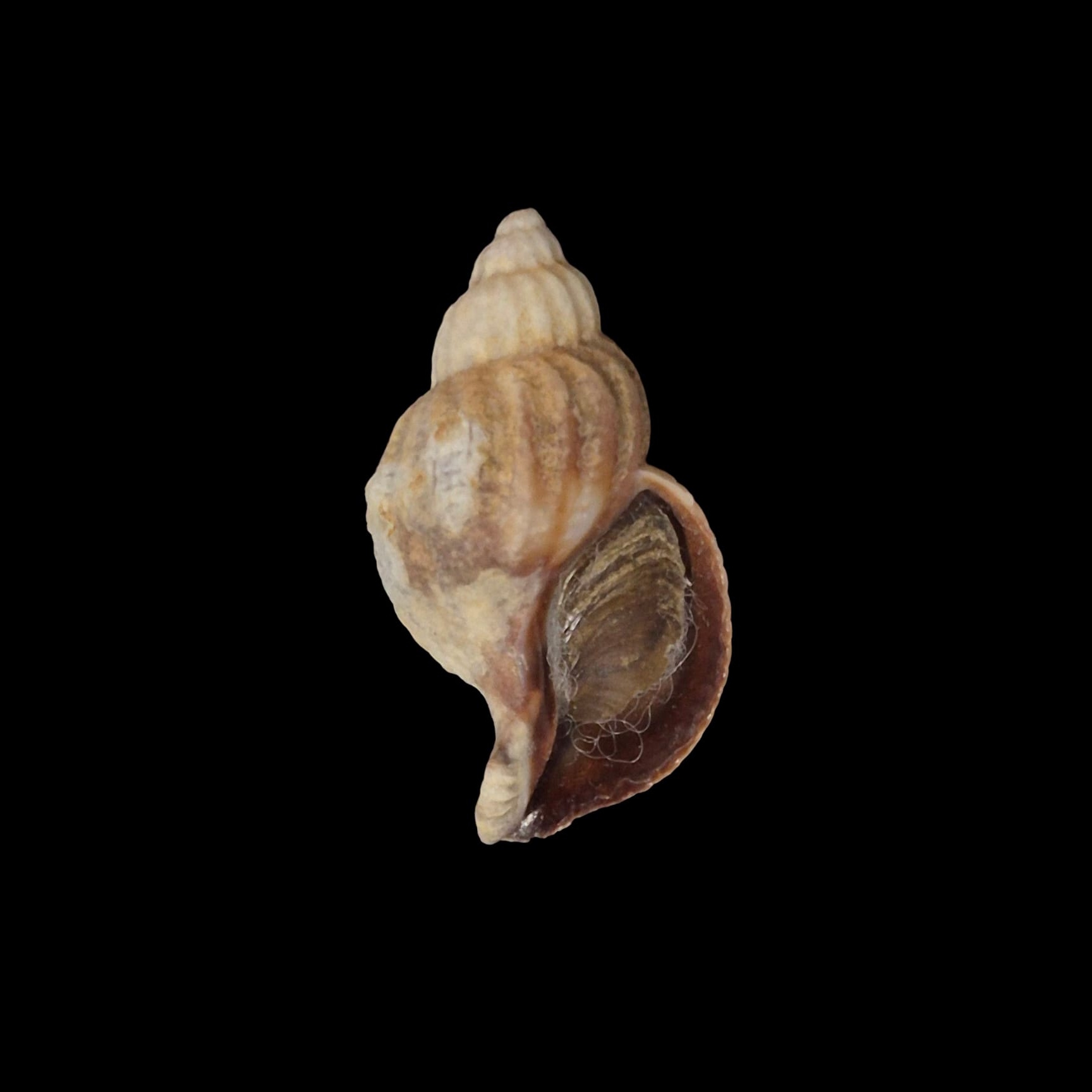 BC266 Xymenopsis muriciformis w/o