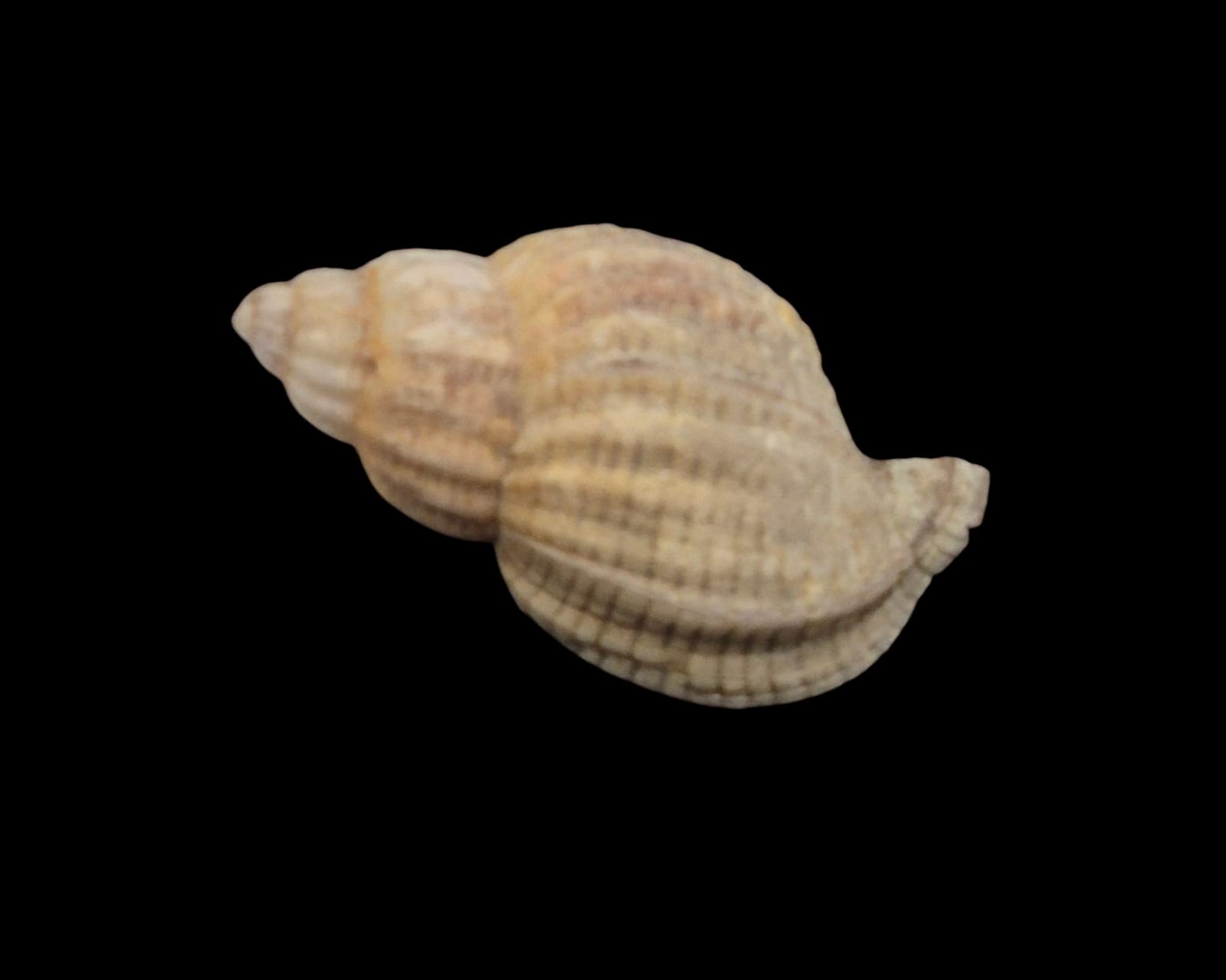 BC266 Xymenopsis muriciformis w/o - Image 3