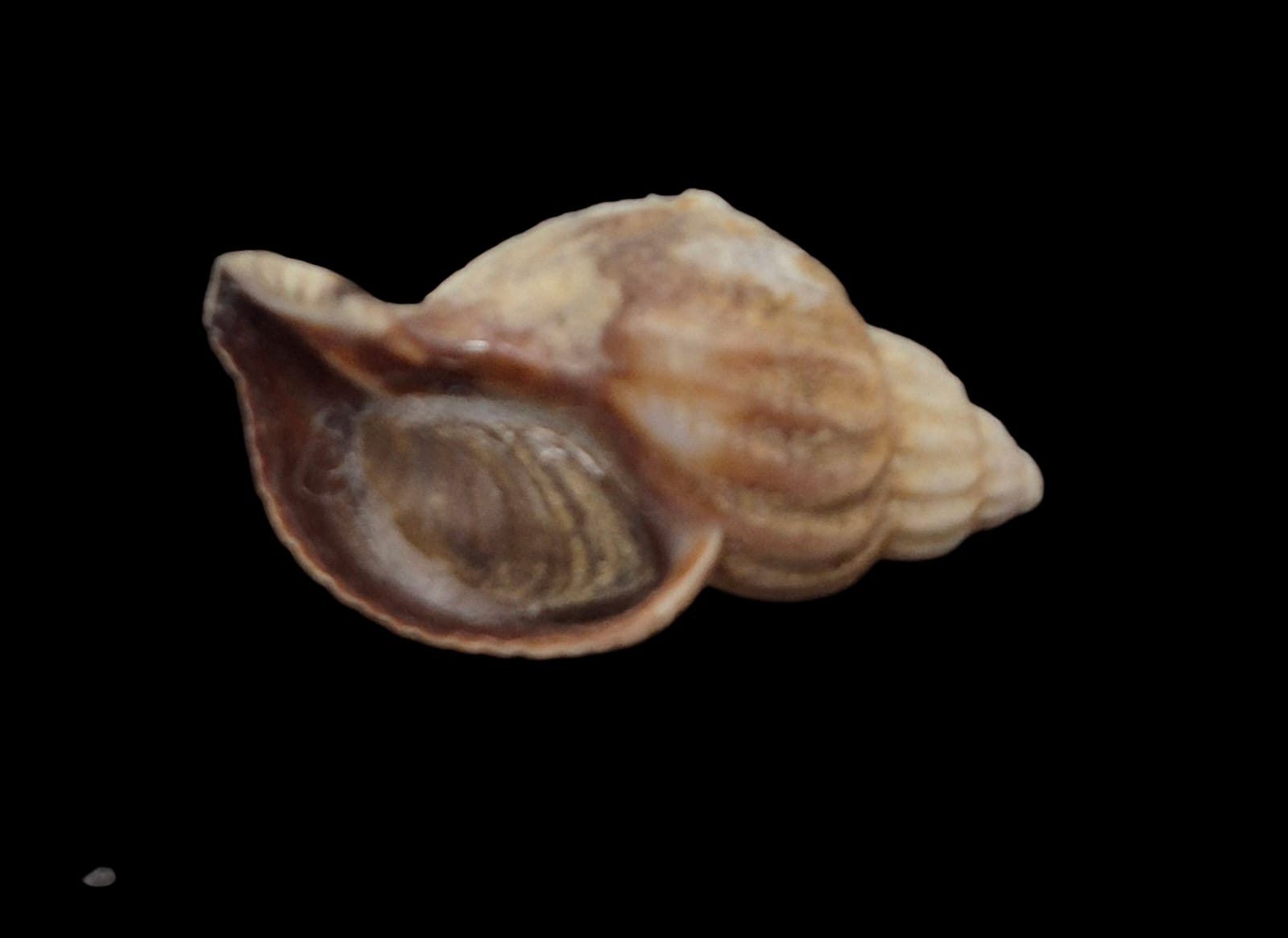 BC266 Xymenopsis muriciformis w/o - Image 4