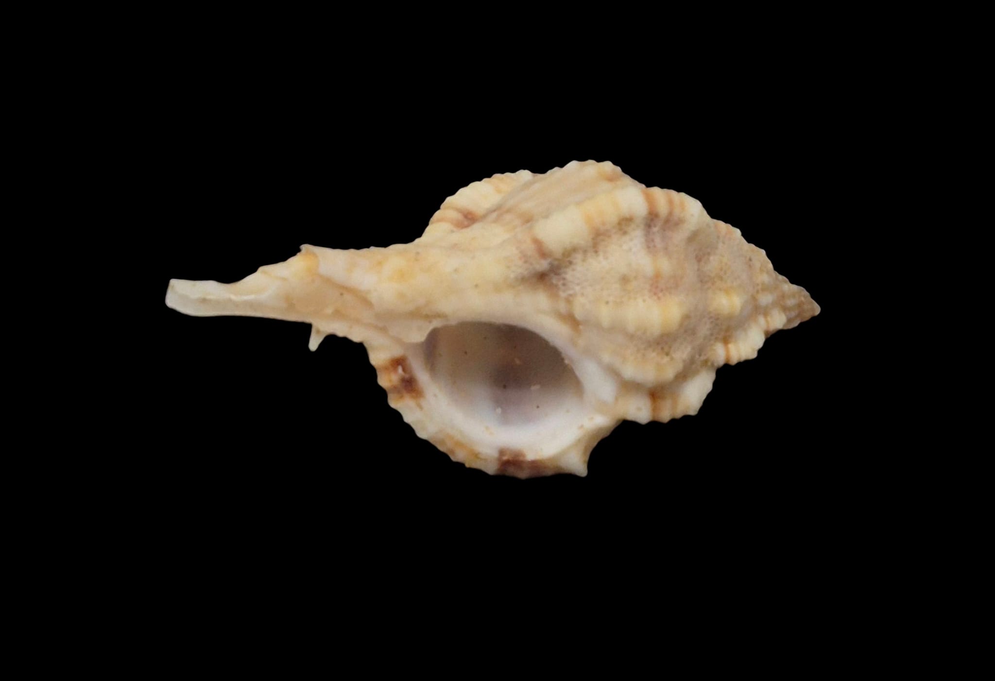 BC267 Siratus carolinae - Image 4