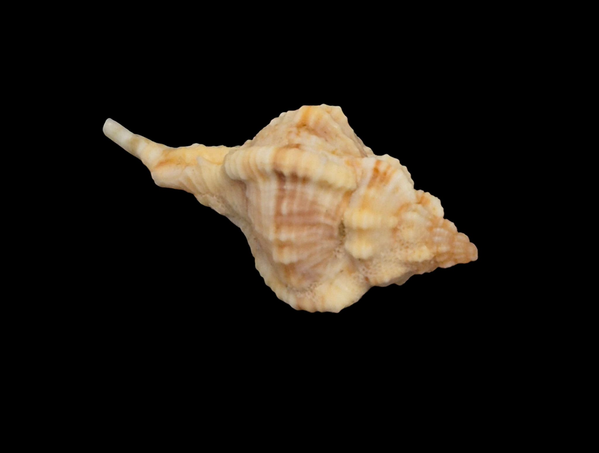BC267 Siratus carolinae - Image 3