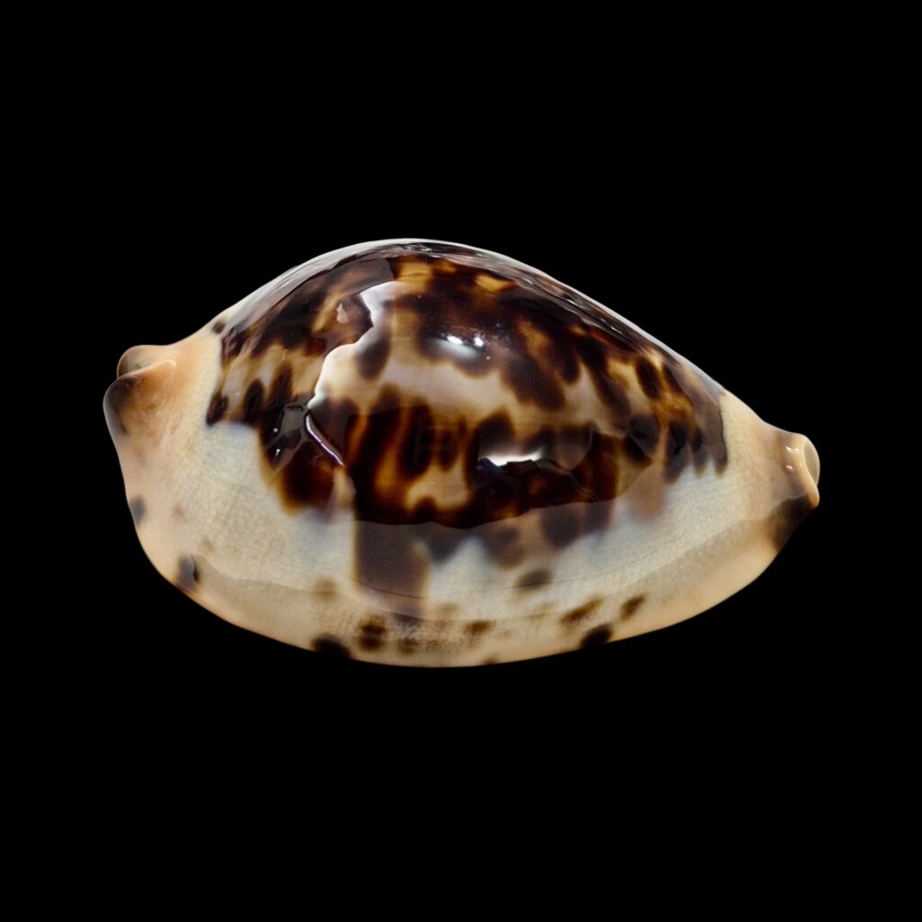 BC015 Zoila jeaniana praeclara - very selected