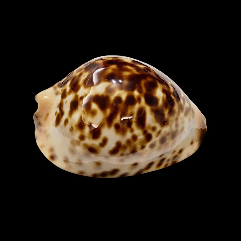 BC012 Zoila jeaniana - TOP ROV BEAUTY