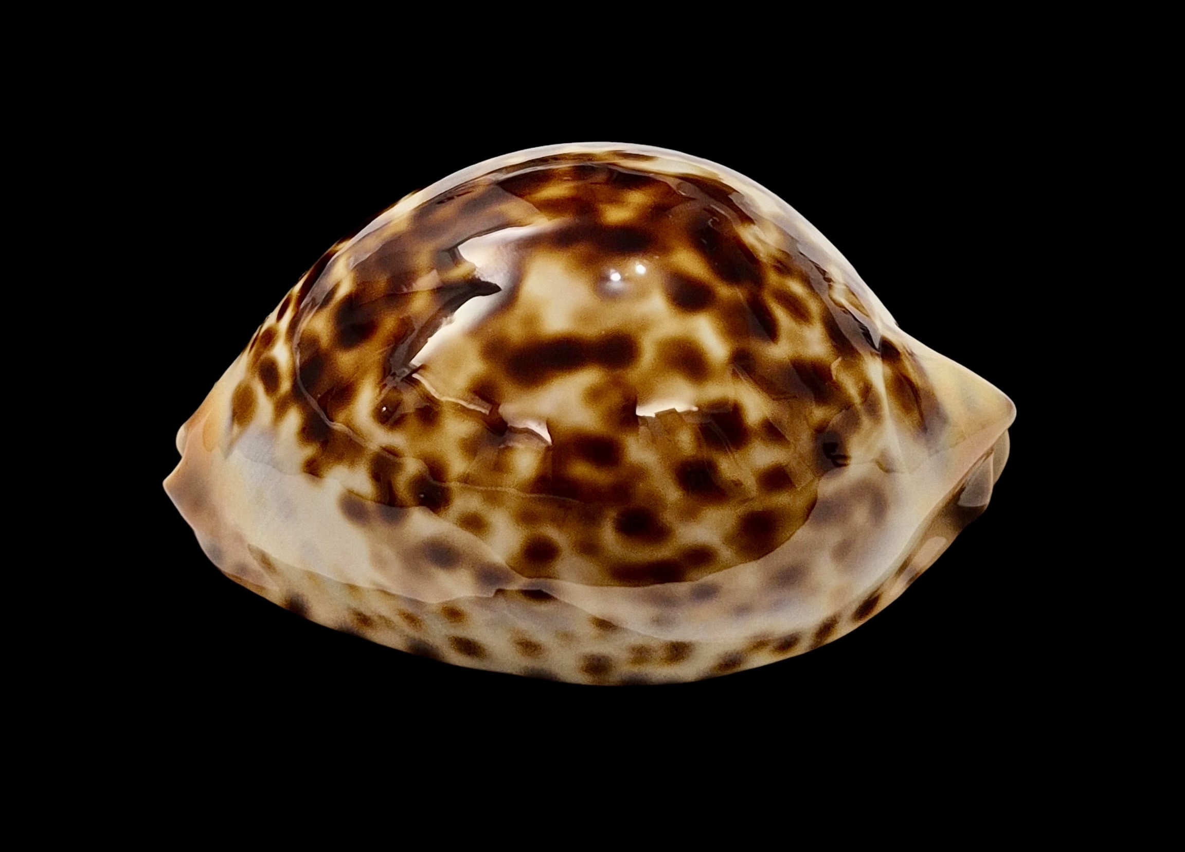 BC012 Zoila jeaniana - TOP ROV BEAUTY - Image 4