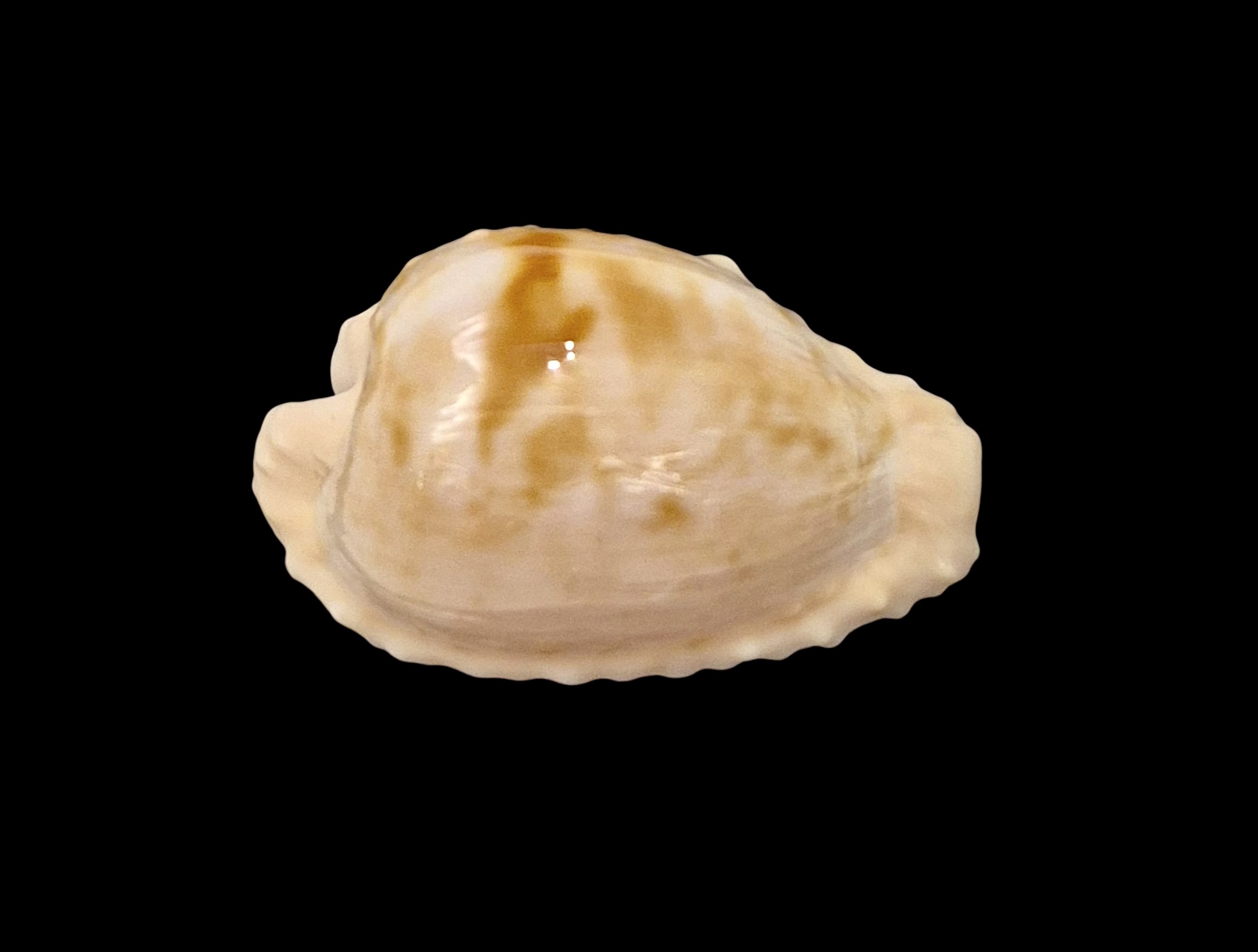 BC601 Cypraeovula coronata coronata - VERY SELECTED - Image 2