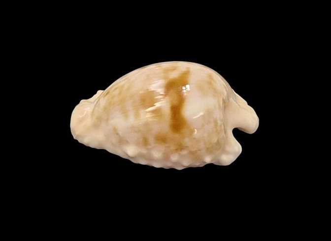 BC601 Cypraeovula coronata coronata - VERY SELECTED - Image 3