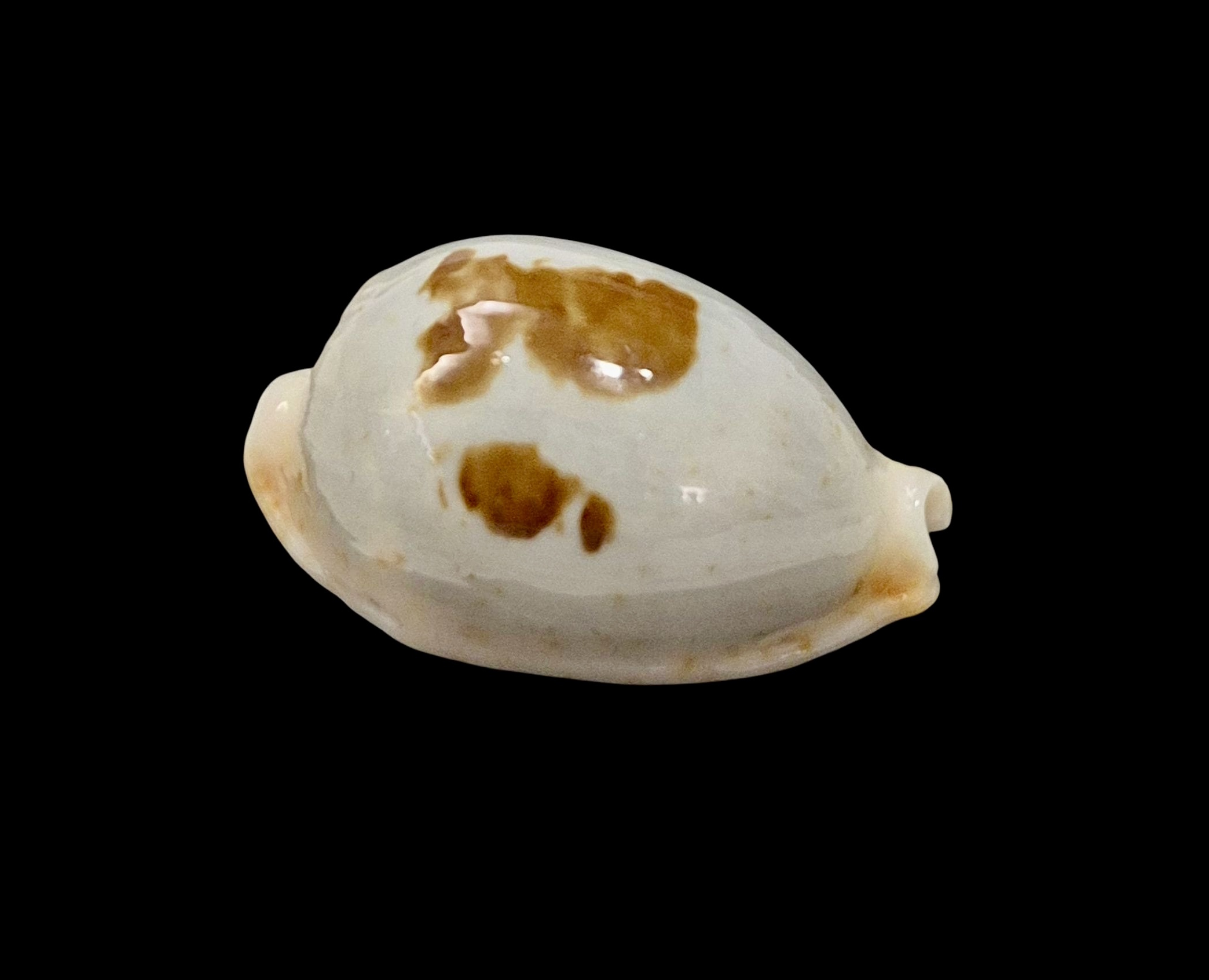 BC602 Bistolida brevidentata fluctuans - Image 2