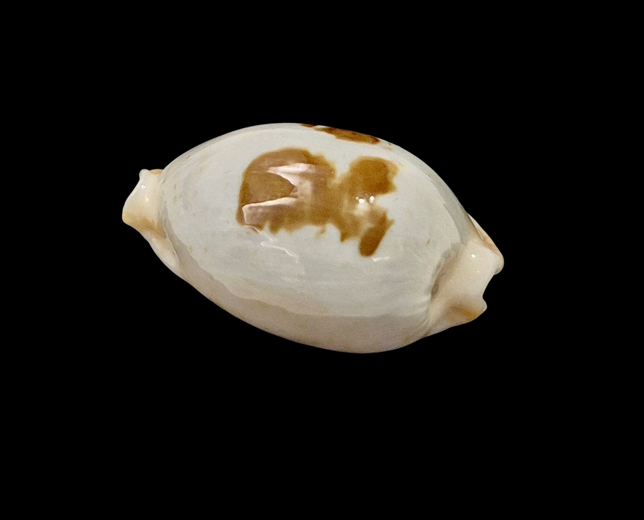 BC602 Bistolida brevidentata fluctuans - Image 3