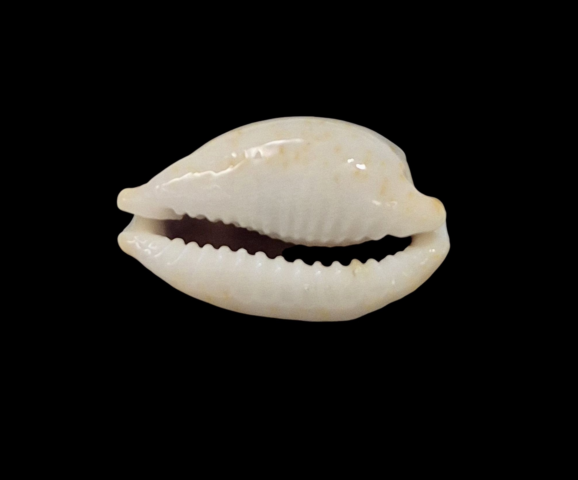 BC602 Bistolida brevidentata fluctuans - Image 4