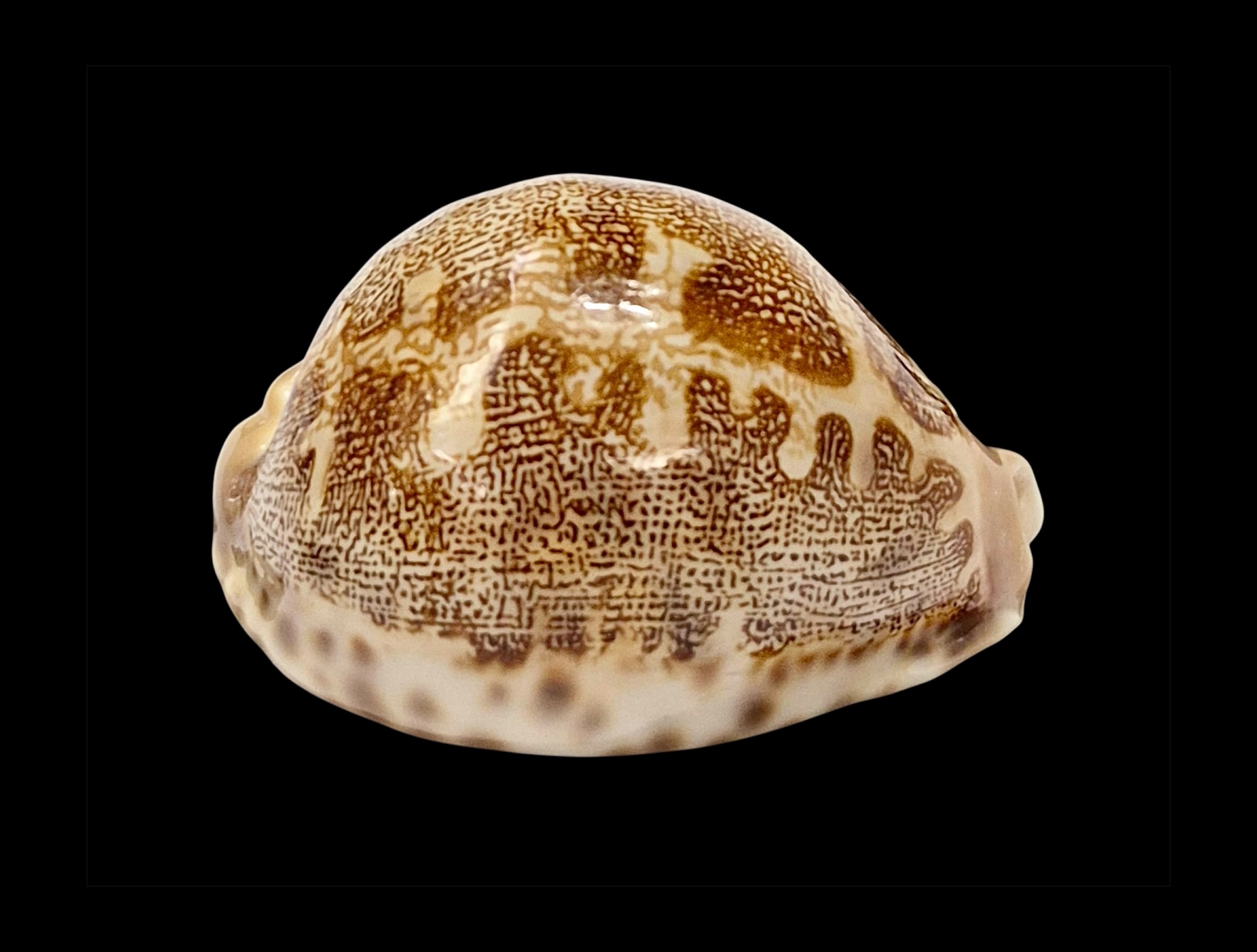BC603 Leporycypraea mappa geographica f. 'valentia' - Image 2