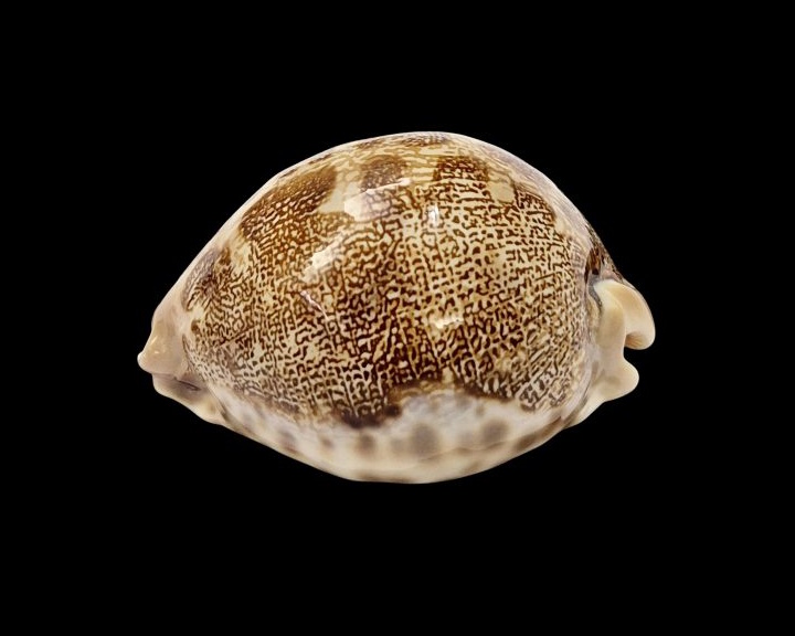 BC603 Leporycypraea mappa geographica f. 'valentia' - Image 3