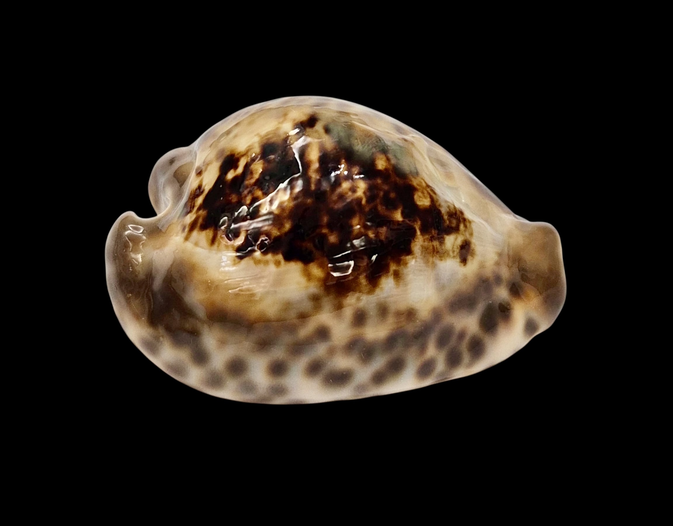 BC604 Barycypraea teulerei - A BEAUTY - Image 2