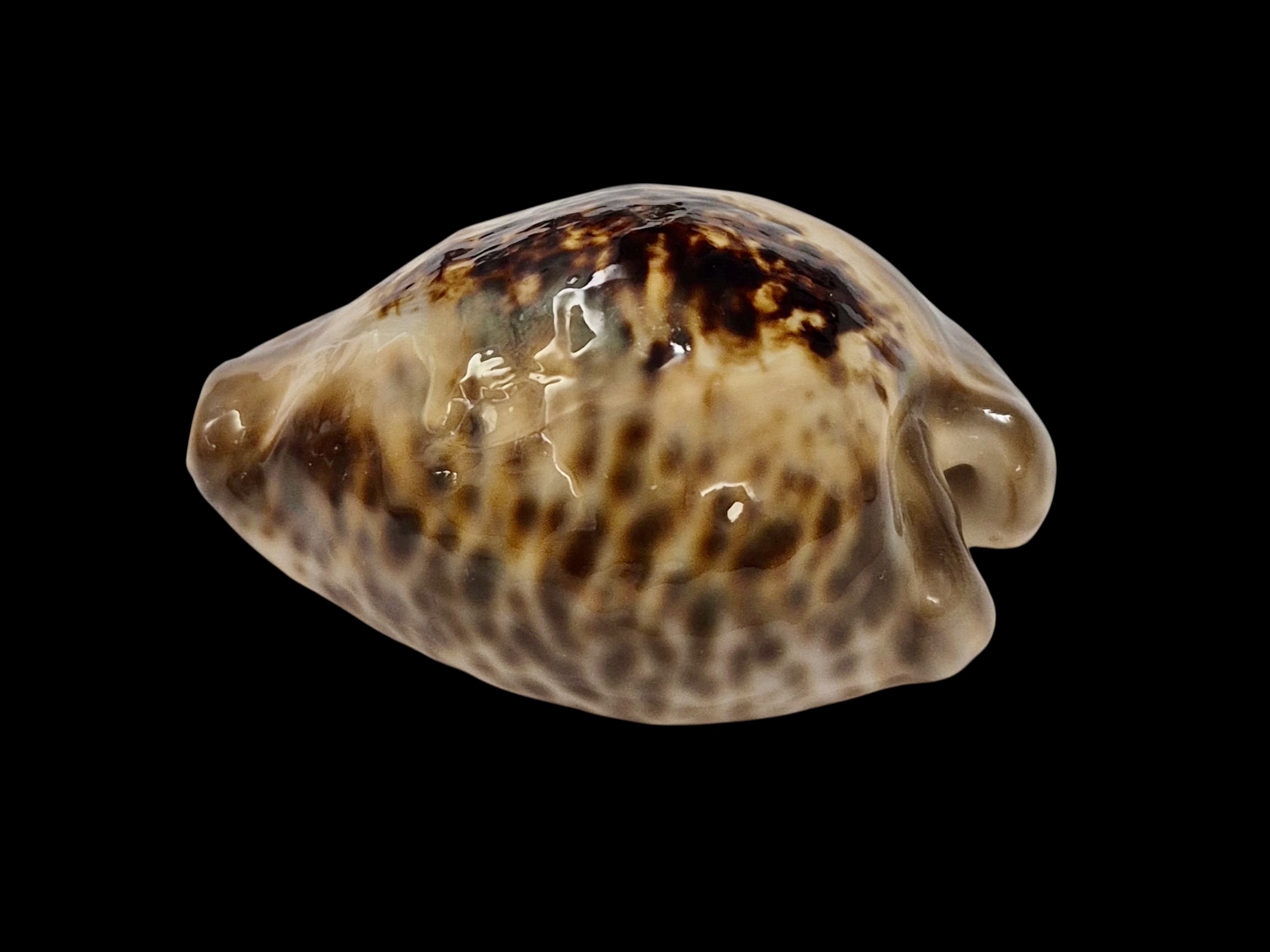 BC604 Barycypraea teulerei - A BEAUTY - Image 3