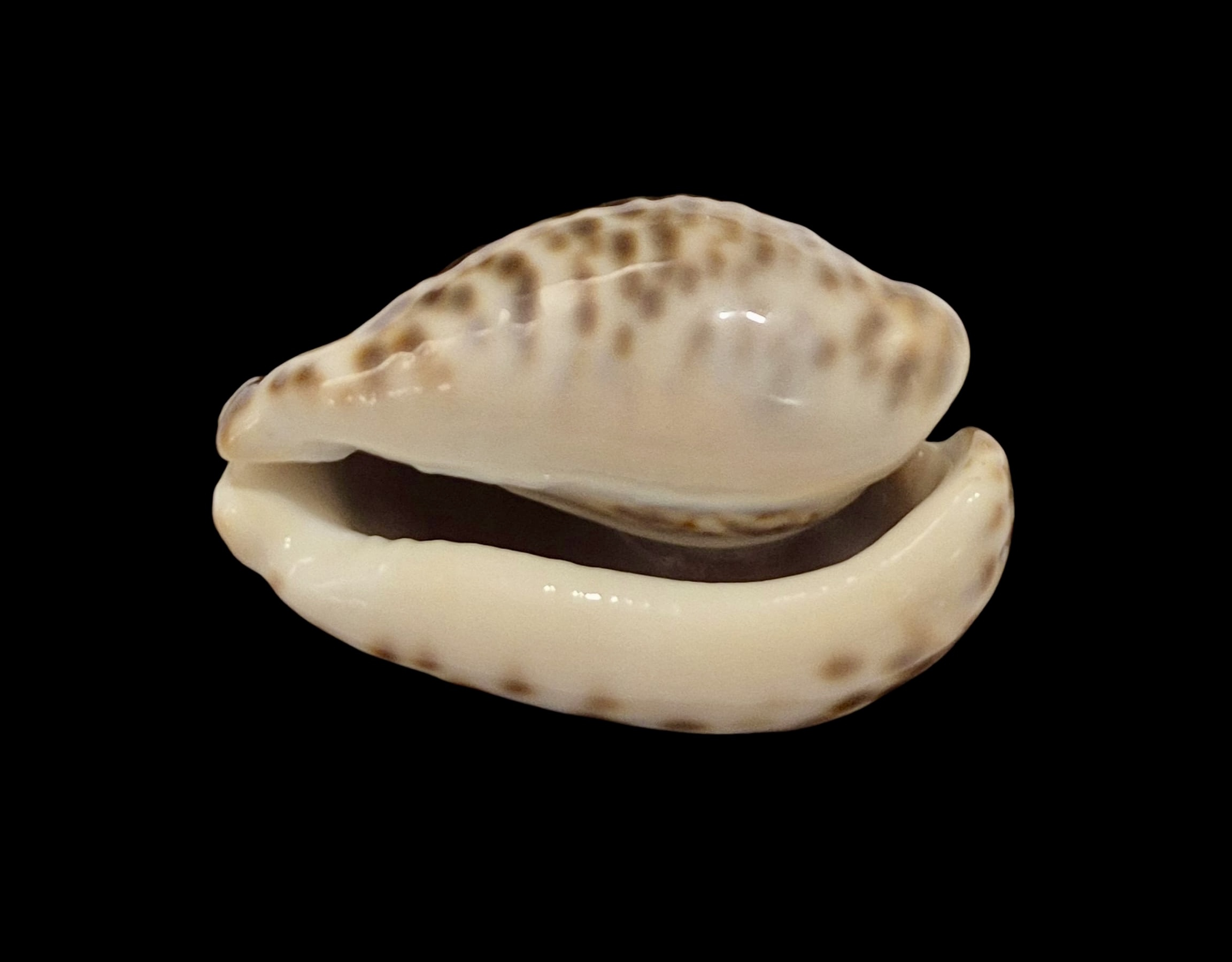 BC604 Barycypraea teulerei - A BEAUTY - Image 4