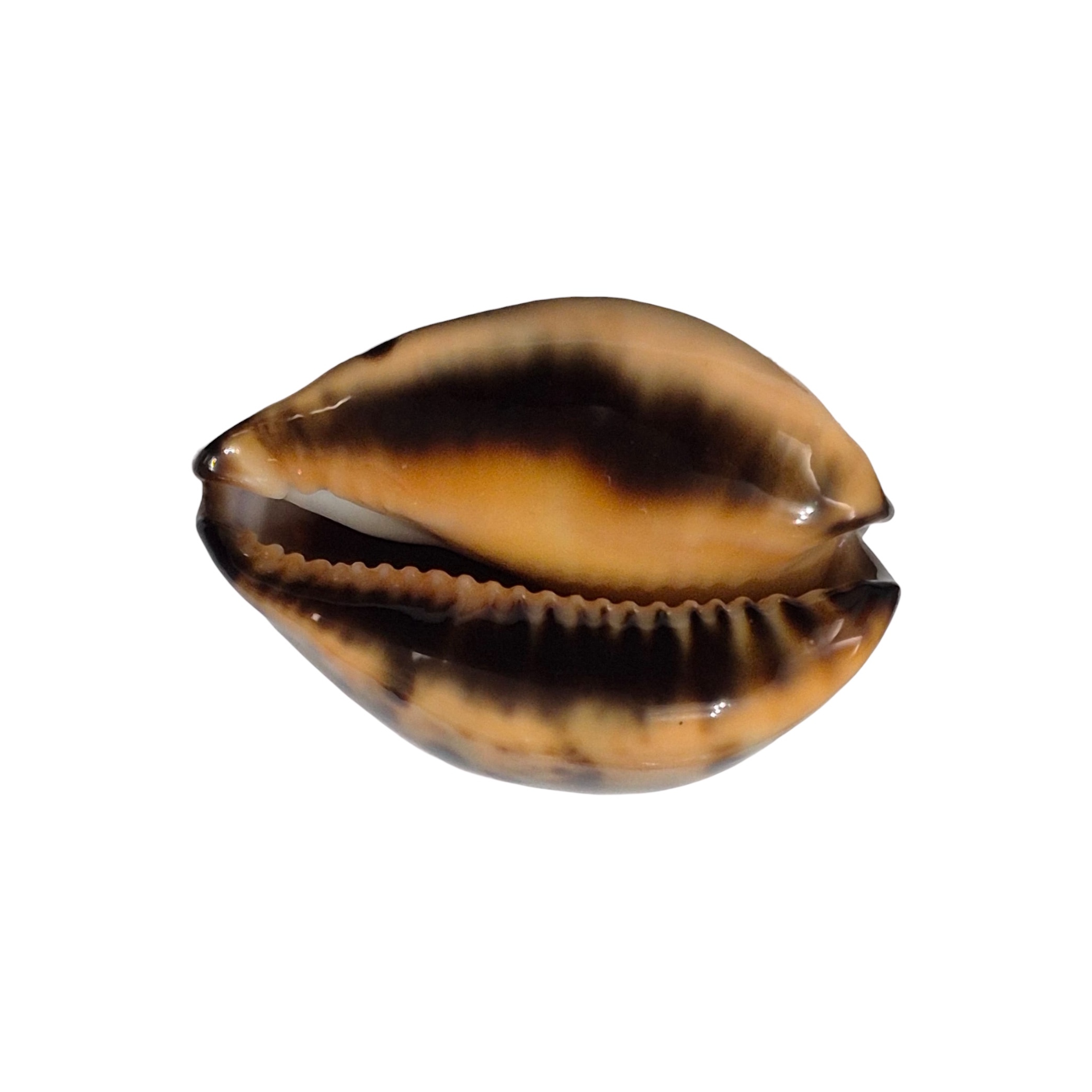 BC145 Zoila eludens delicatura - SUPERB BLACK BASE - Image 2