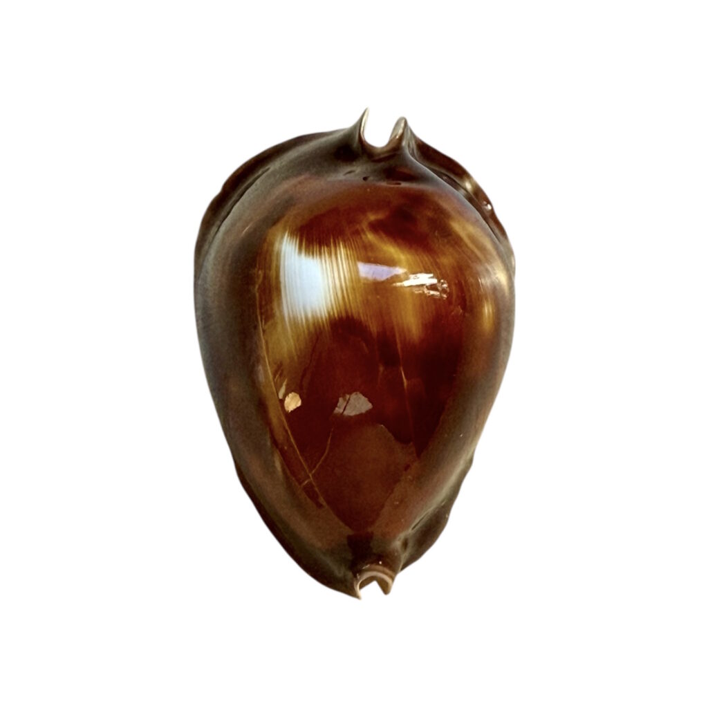 BC250 Zoila rosselli latistoma - BIG SIZE
