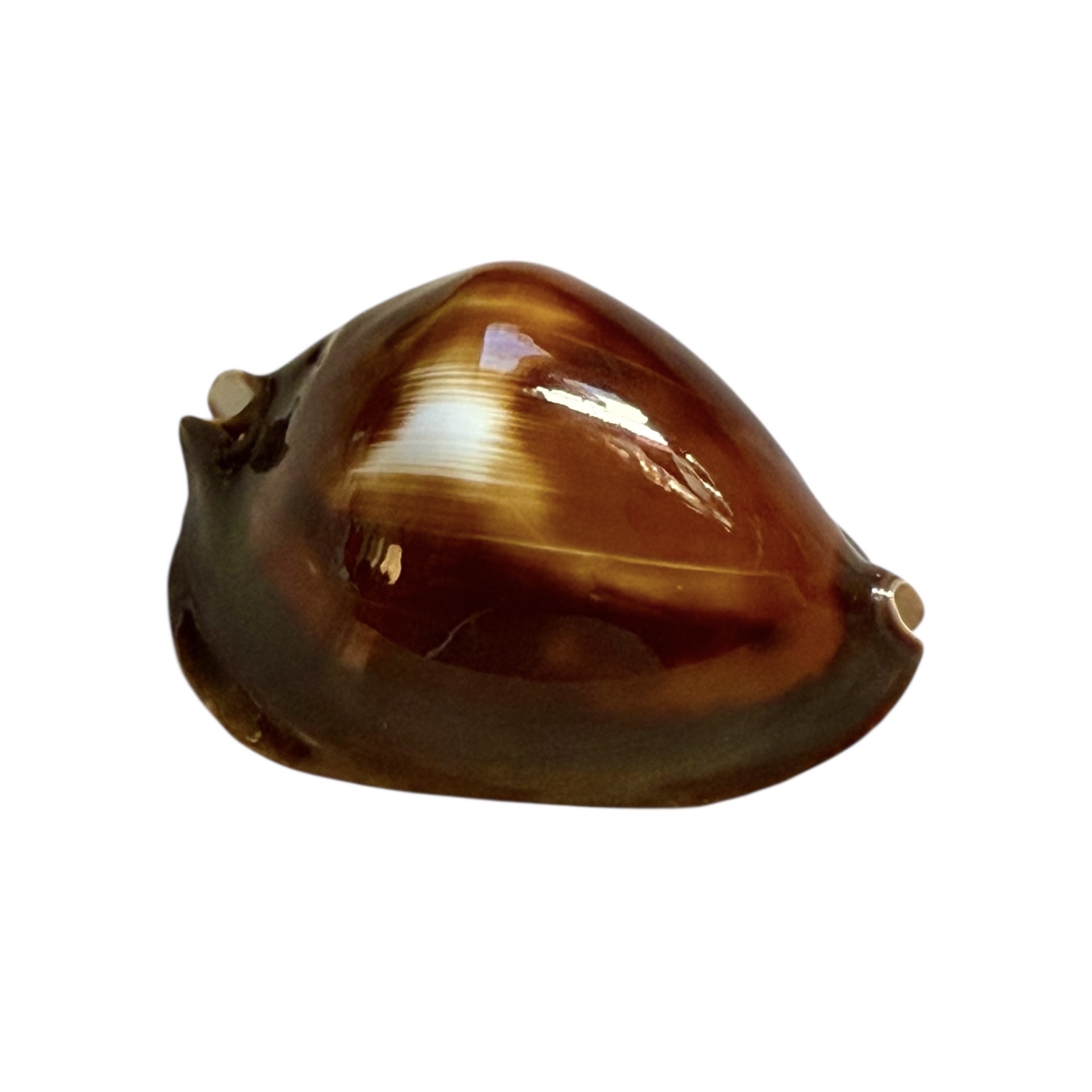 BC250 Zoila rosselli latistoma - BIG SIZE - Image 2