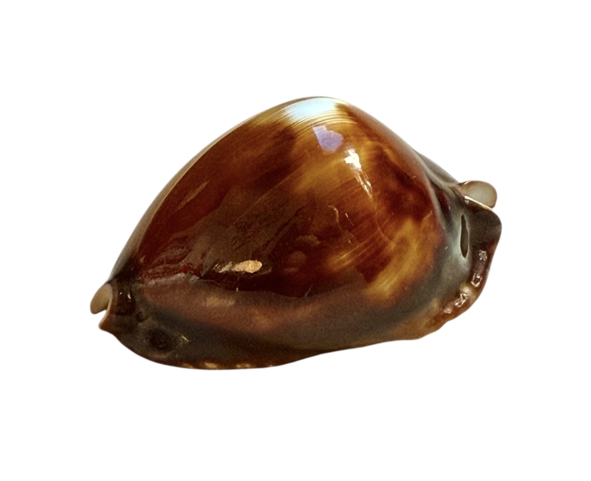 BC250 Zoila rosselli latistoma - BIG SIZE - Image 3