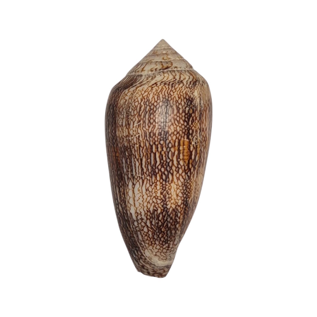 BC239 Conus cholmondeley - LARGE